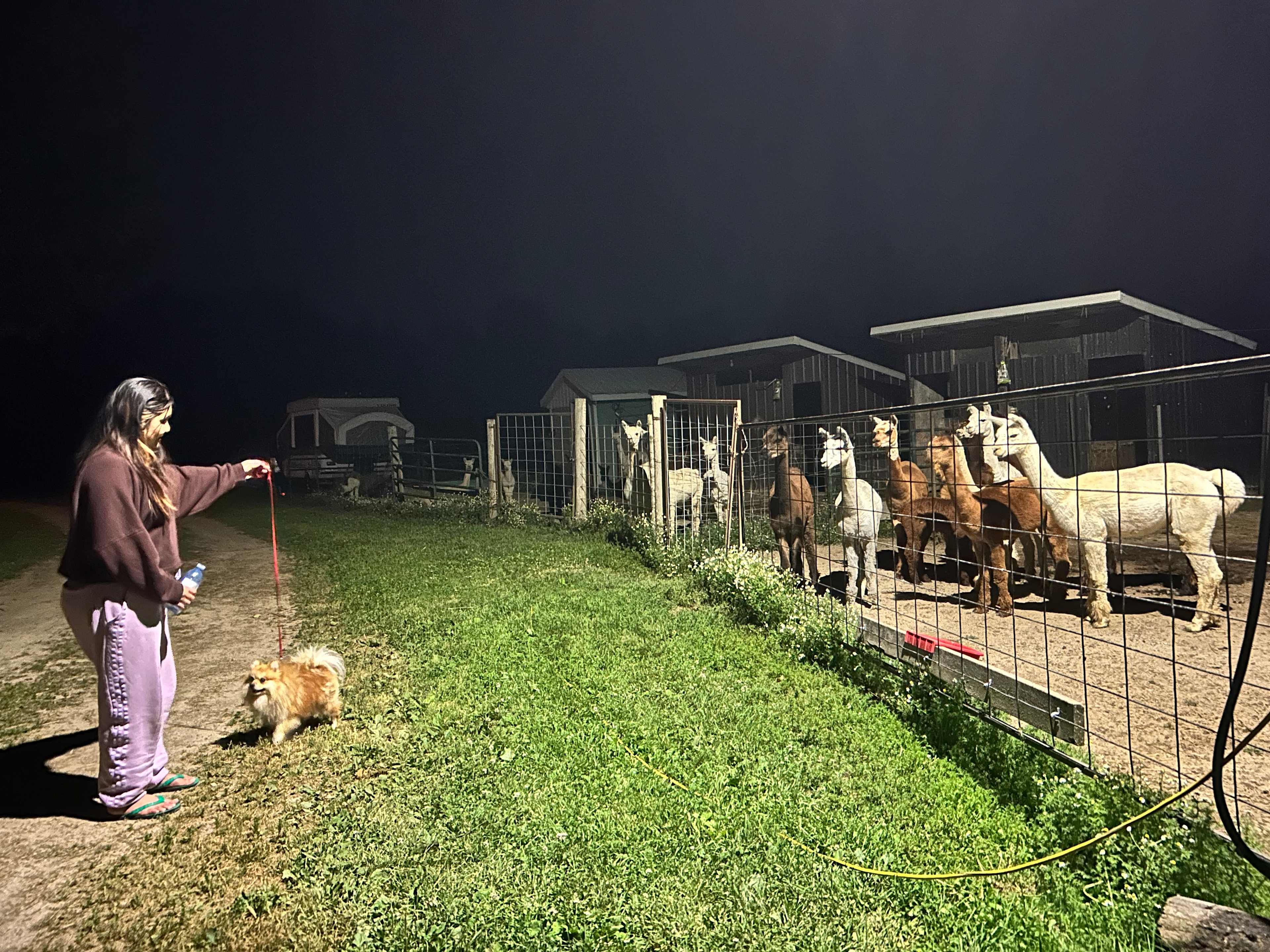 Alpacas