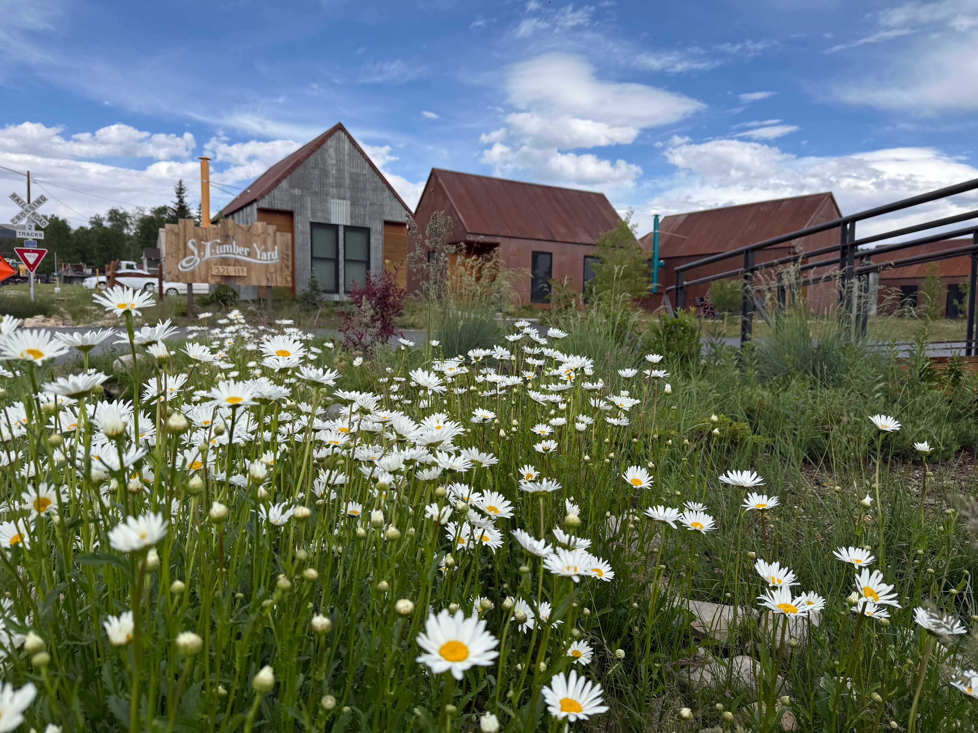 Pretty daisies on property. 
