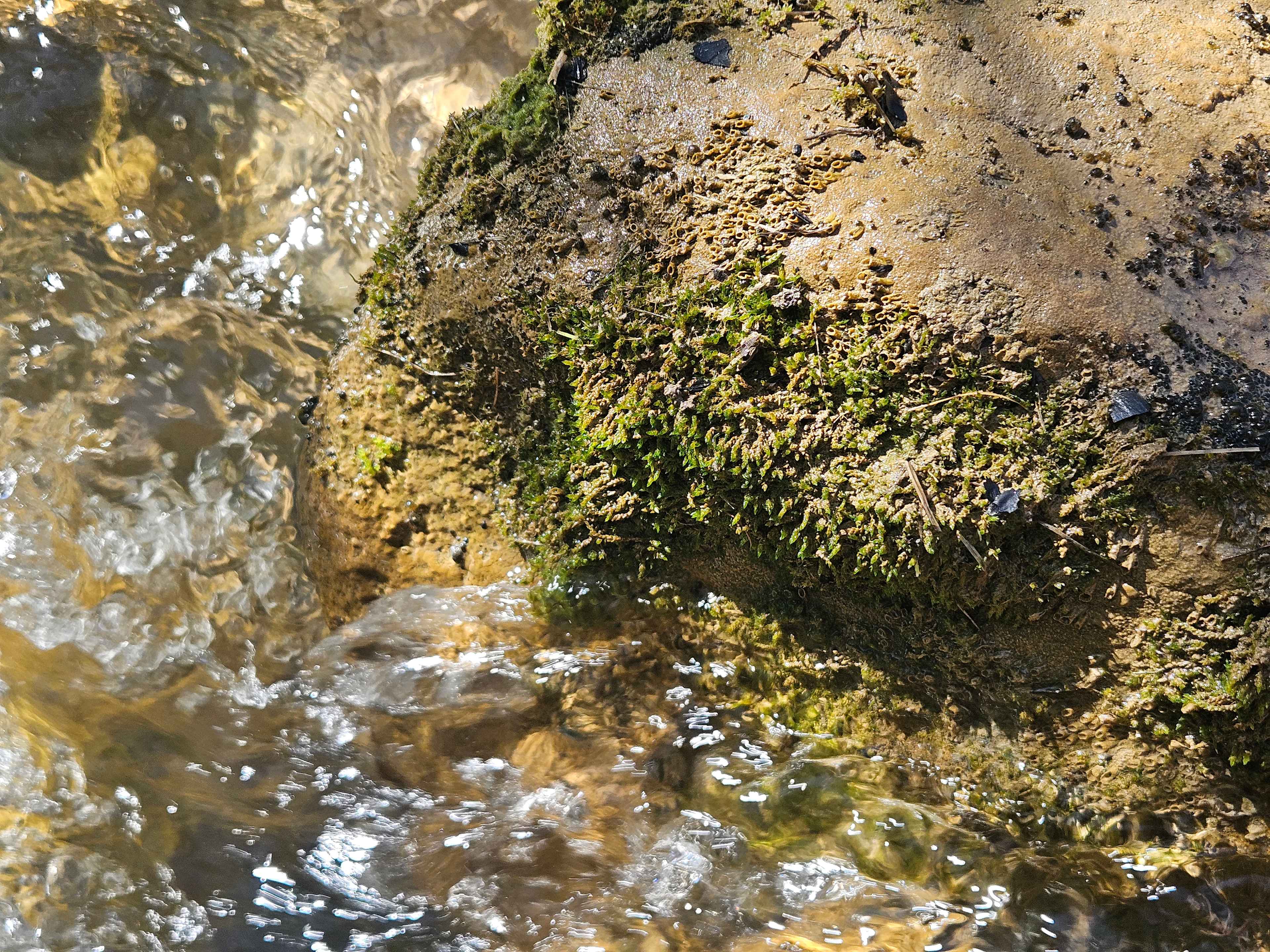 Cormi Creek
