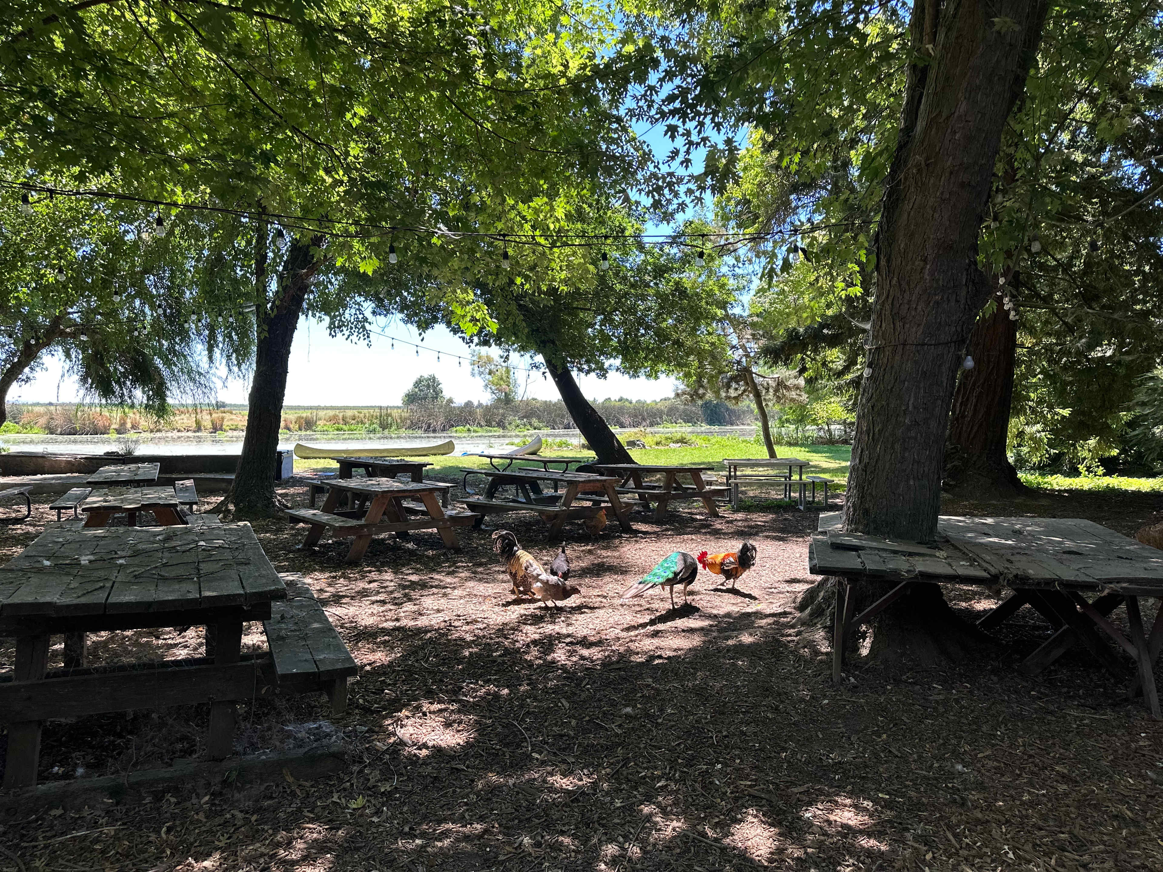 Peacock, chickens, and roosters 