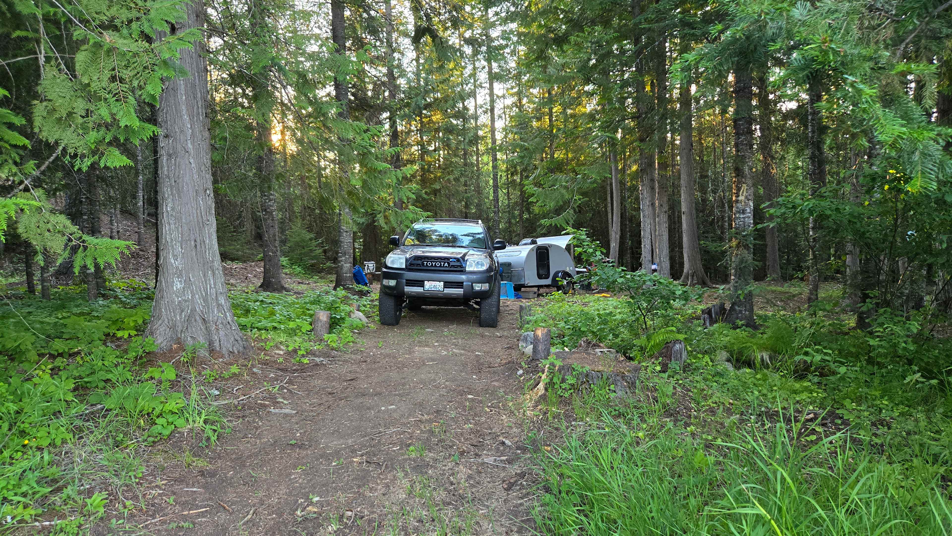Our campsite was nestled in the cedars, near a little stream.