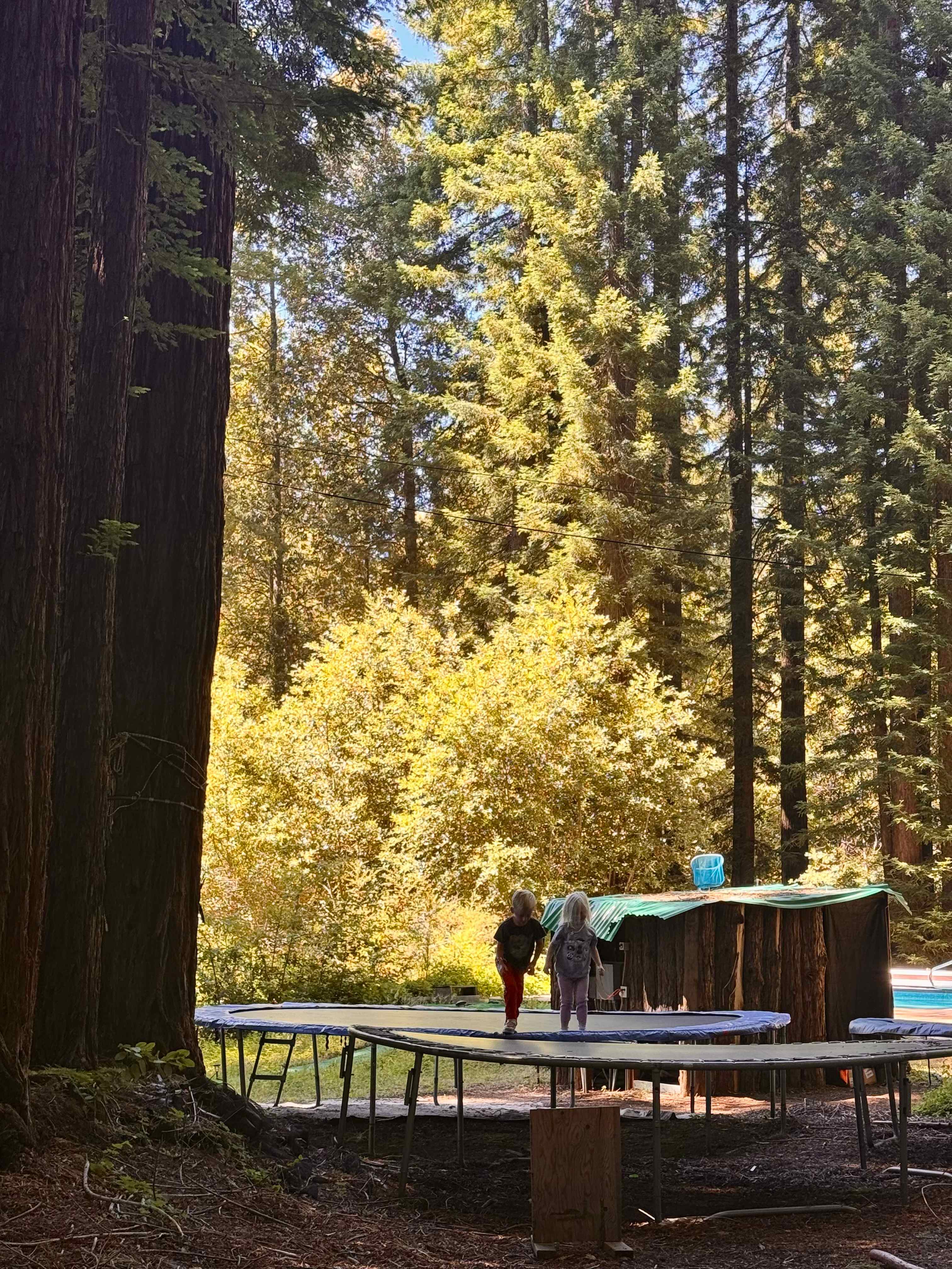 Redwood Paradise Camping