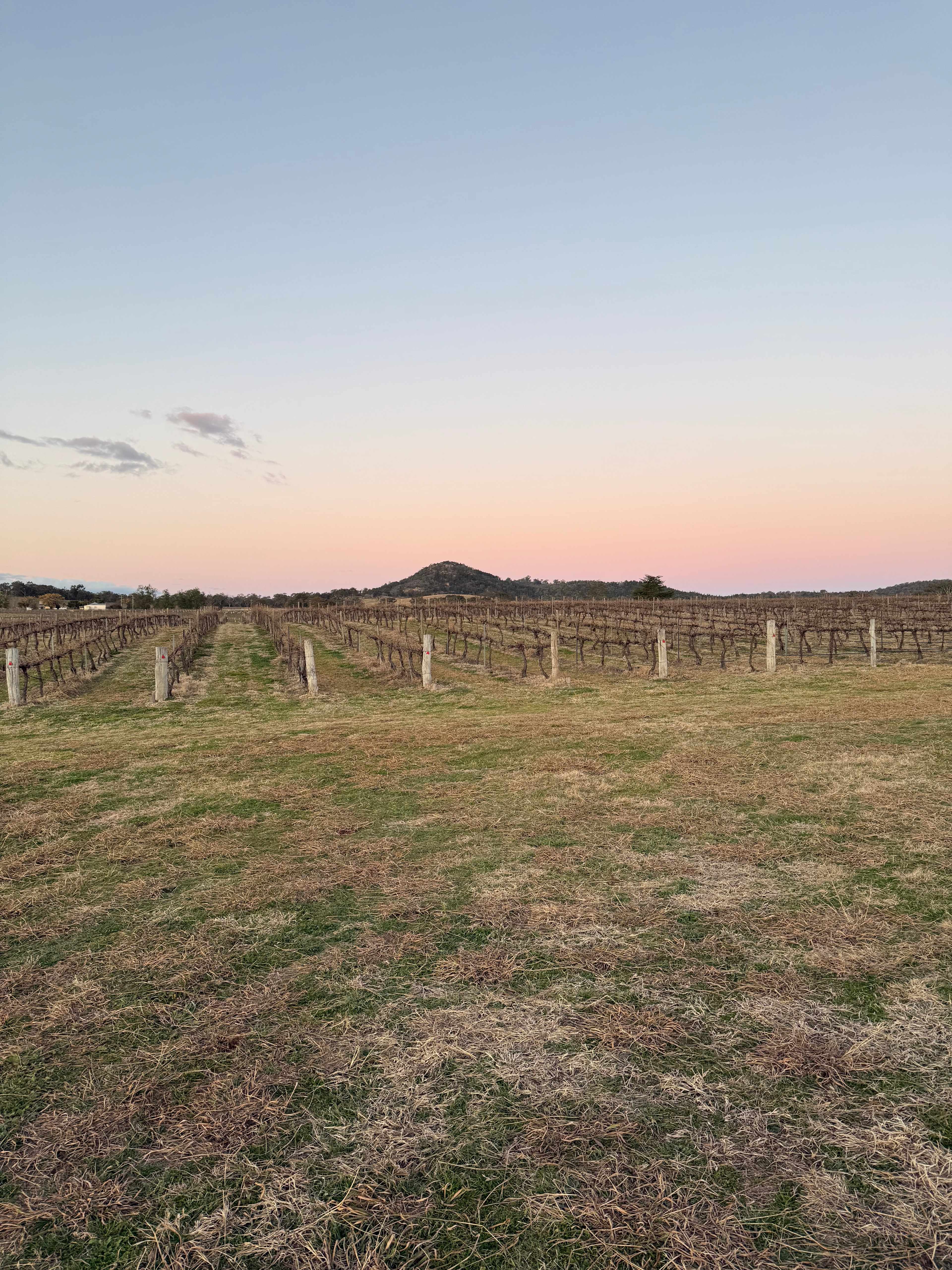 Vans in the Vines Mudgee