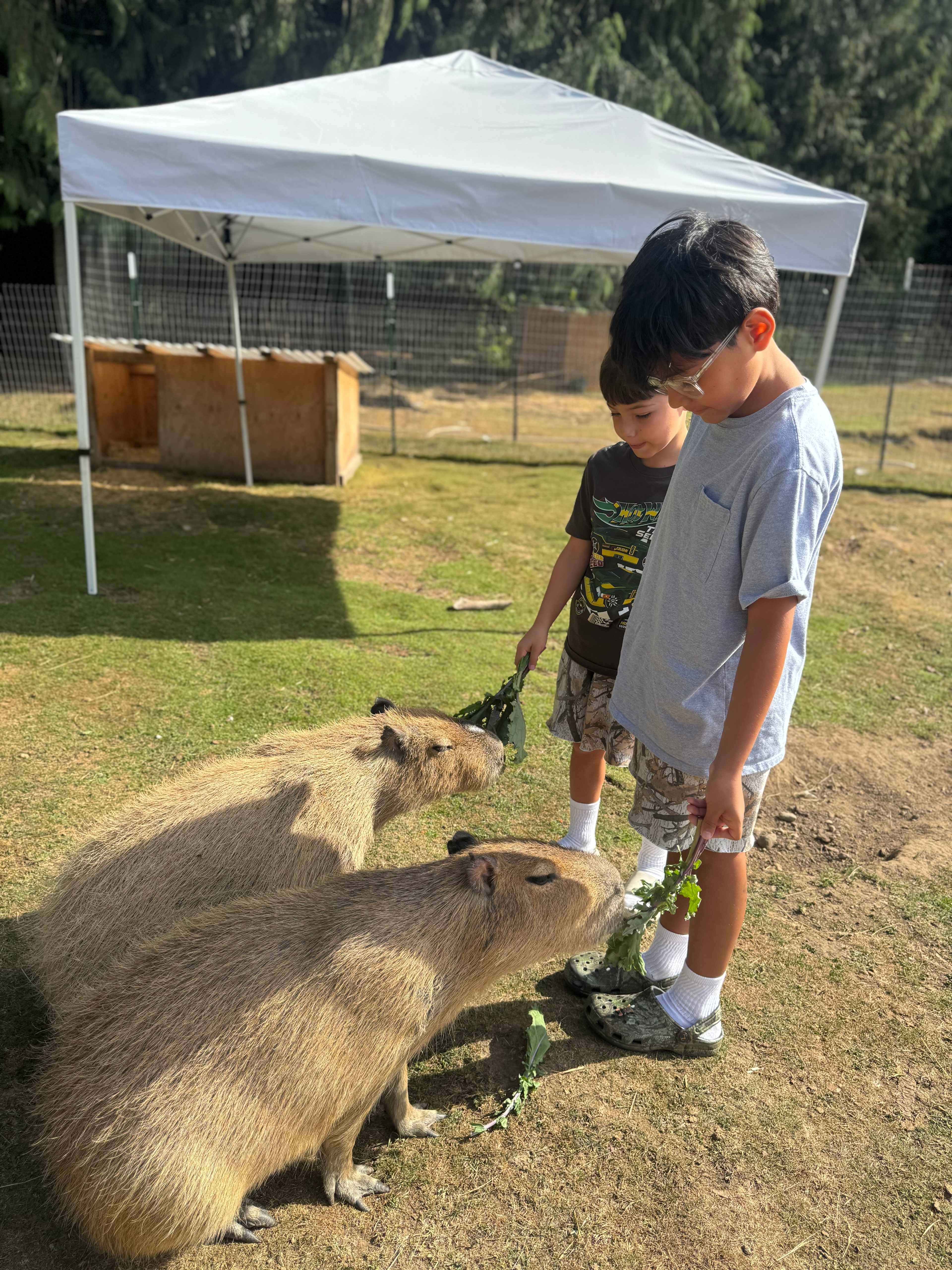 The Healing Farm