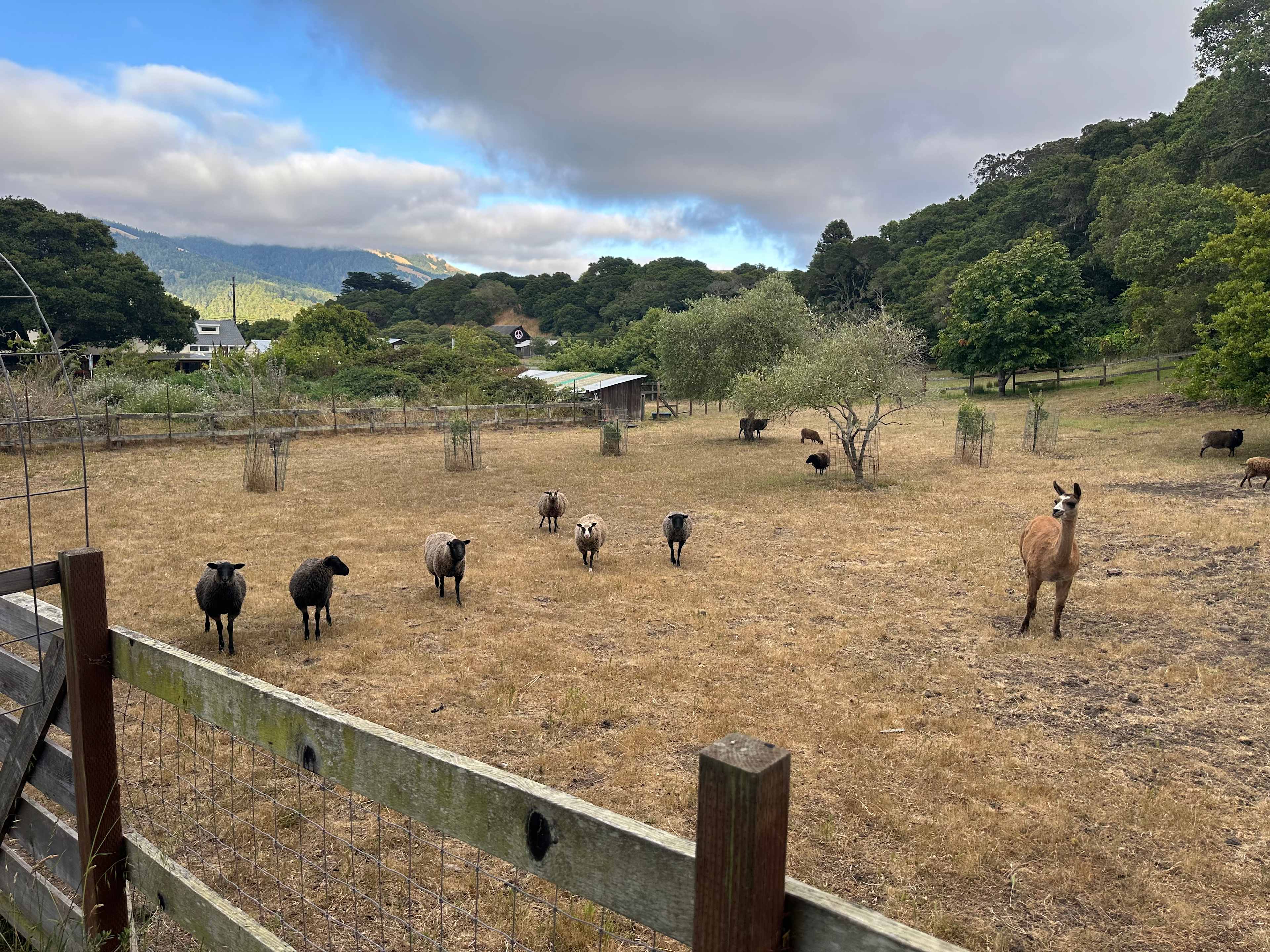 Blackberry Farm