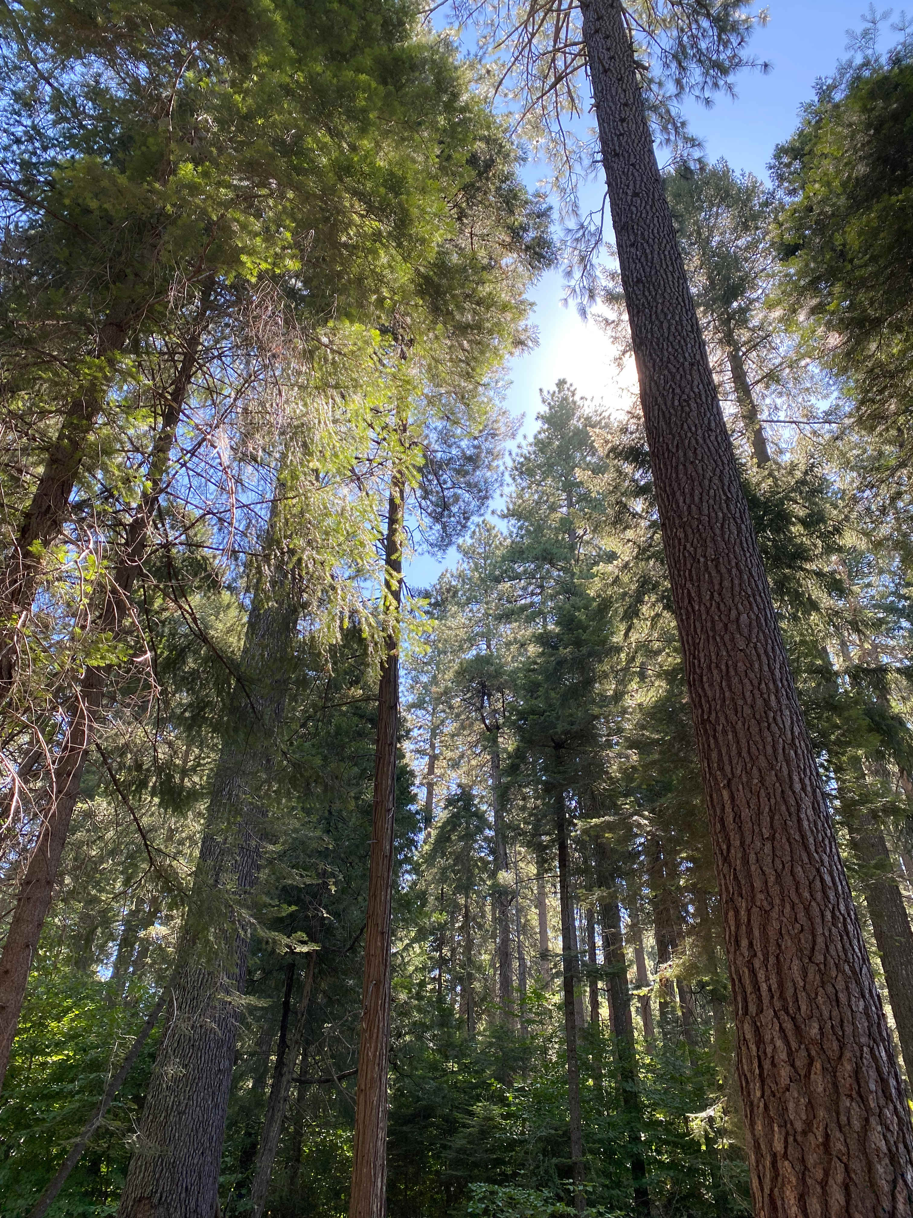 Harris Family Farm and Forest