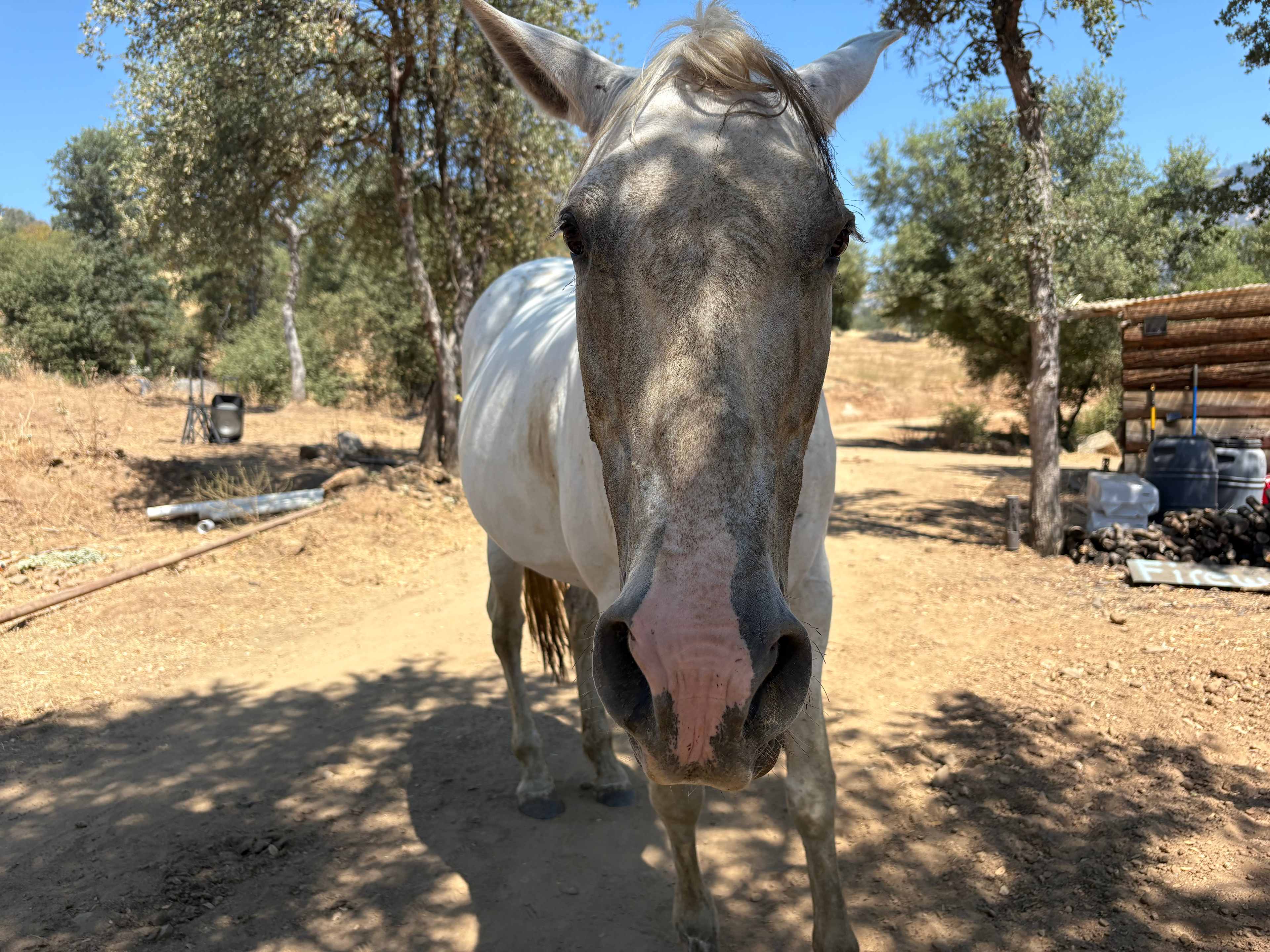 Camp ikigai Animal Sanctuary 501c3