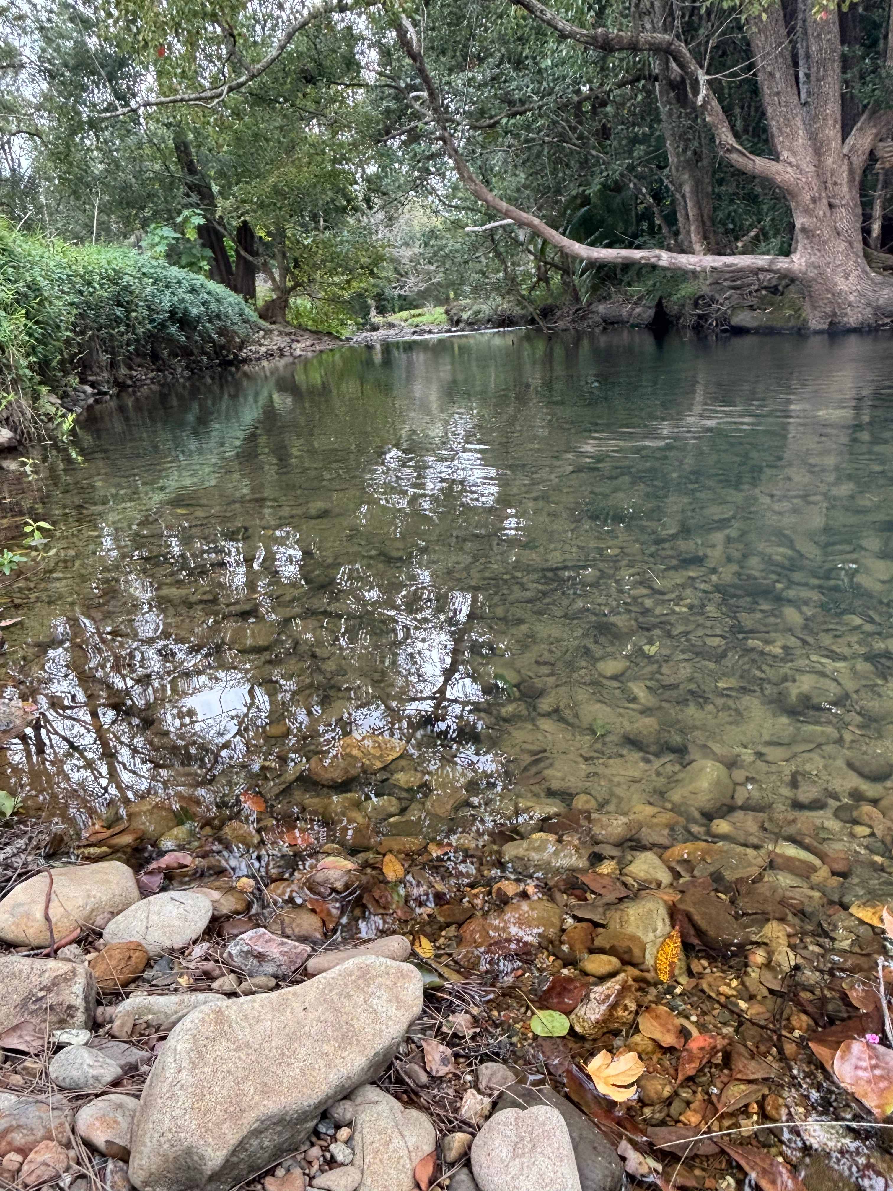 Crystal Creek Springs