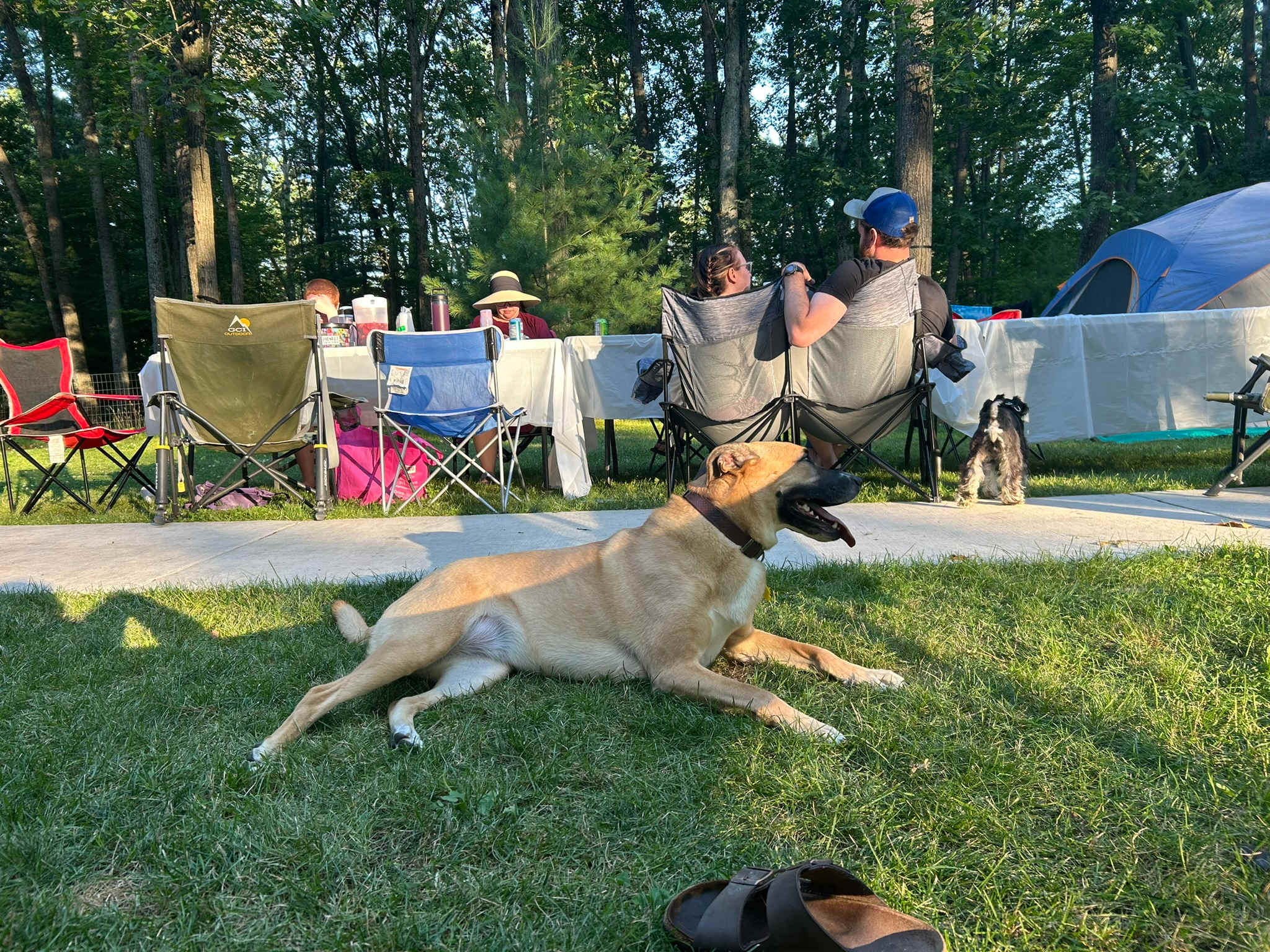 Dog-friendly