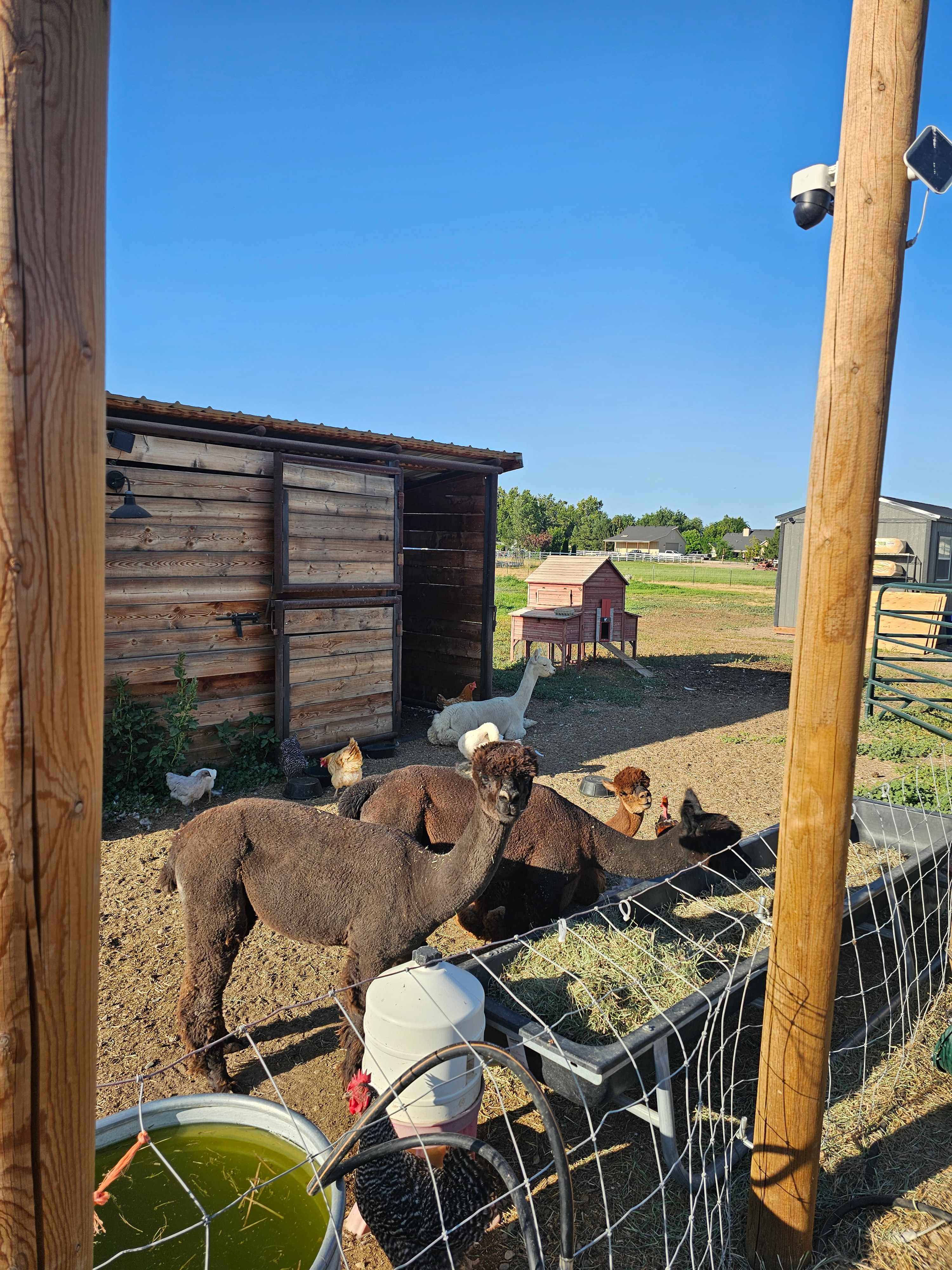 Murphys Point Alpaca Ranch