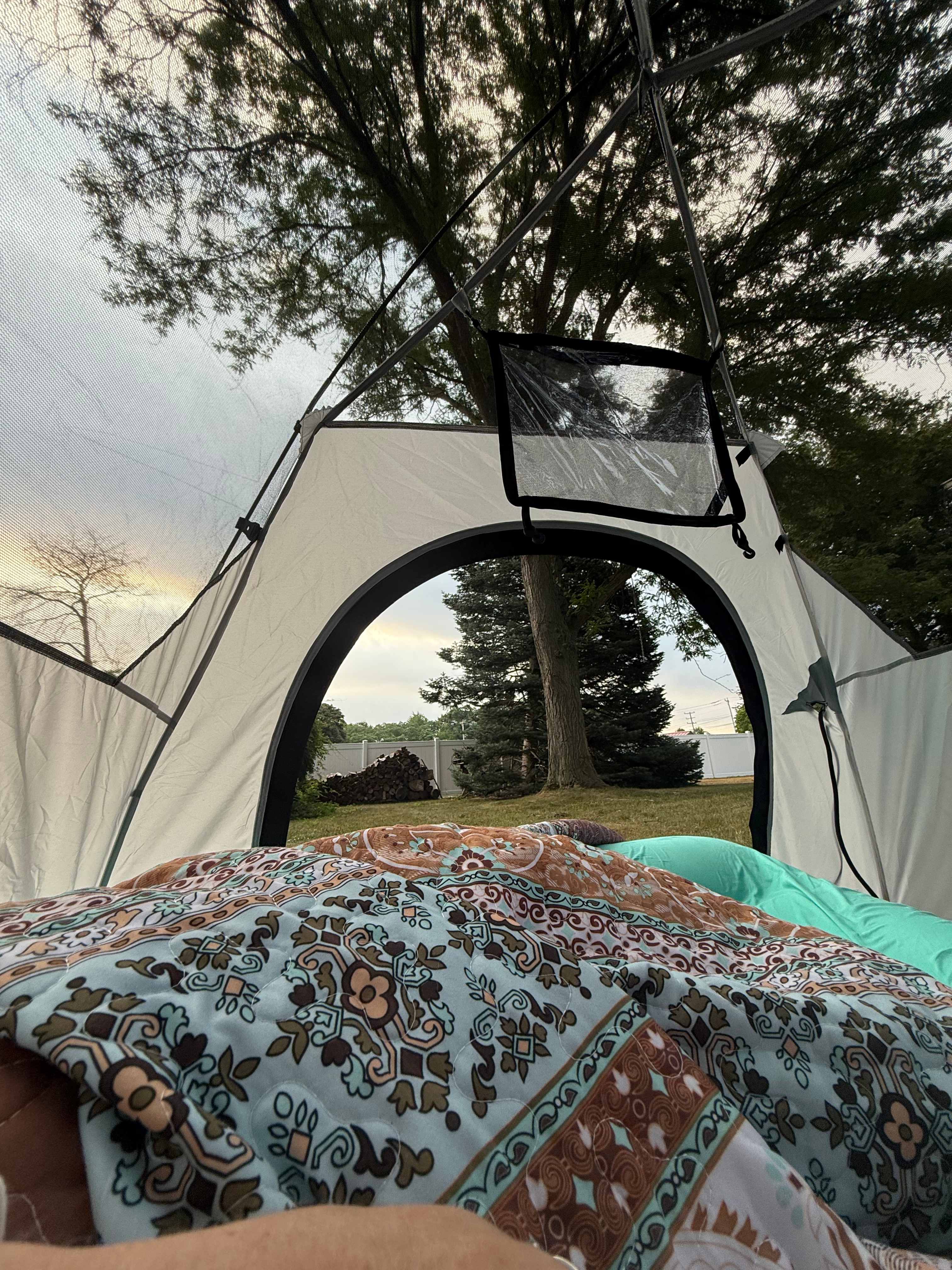 Big Tree Camping