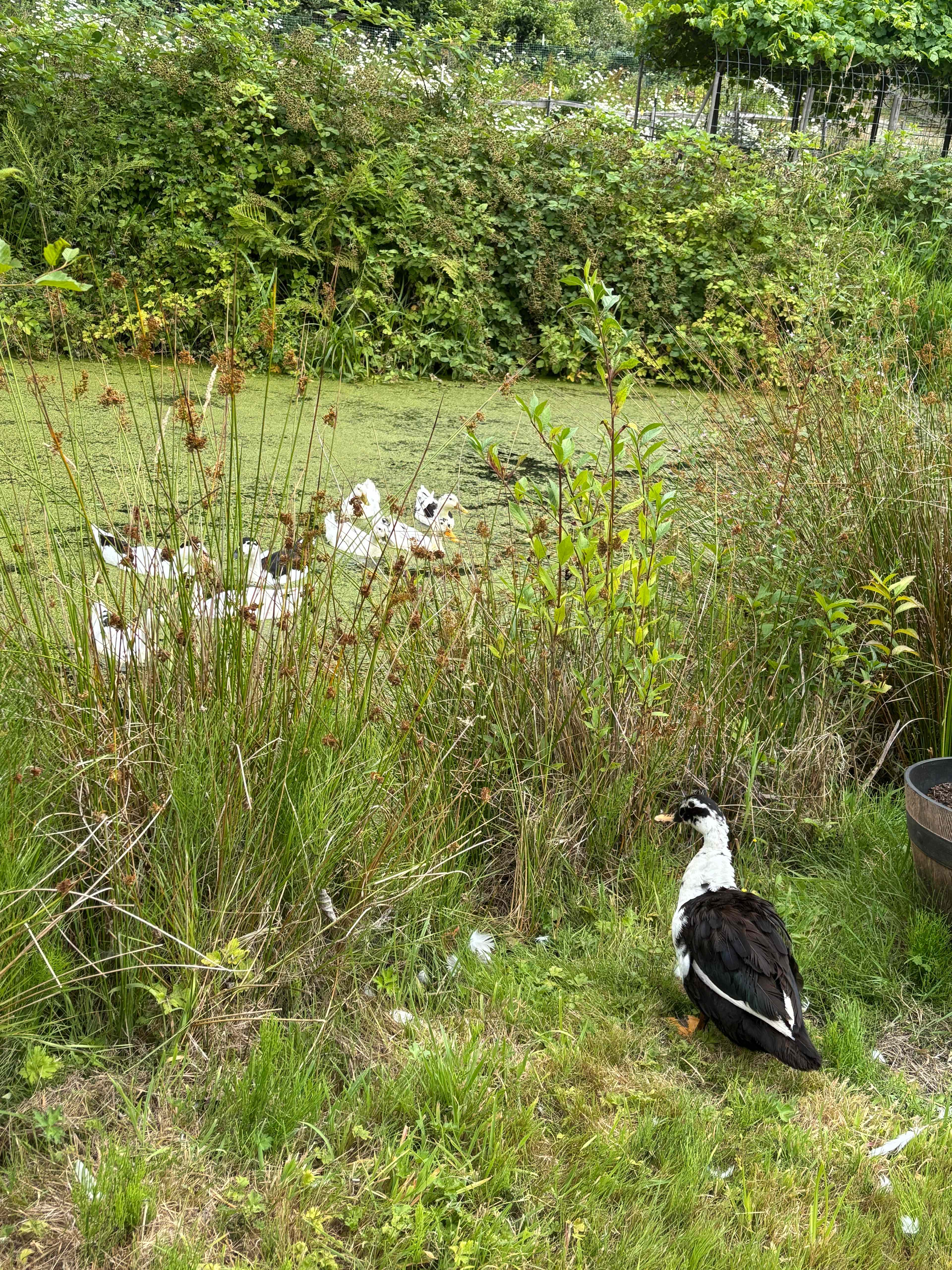 Lazy H Farm and Gardens