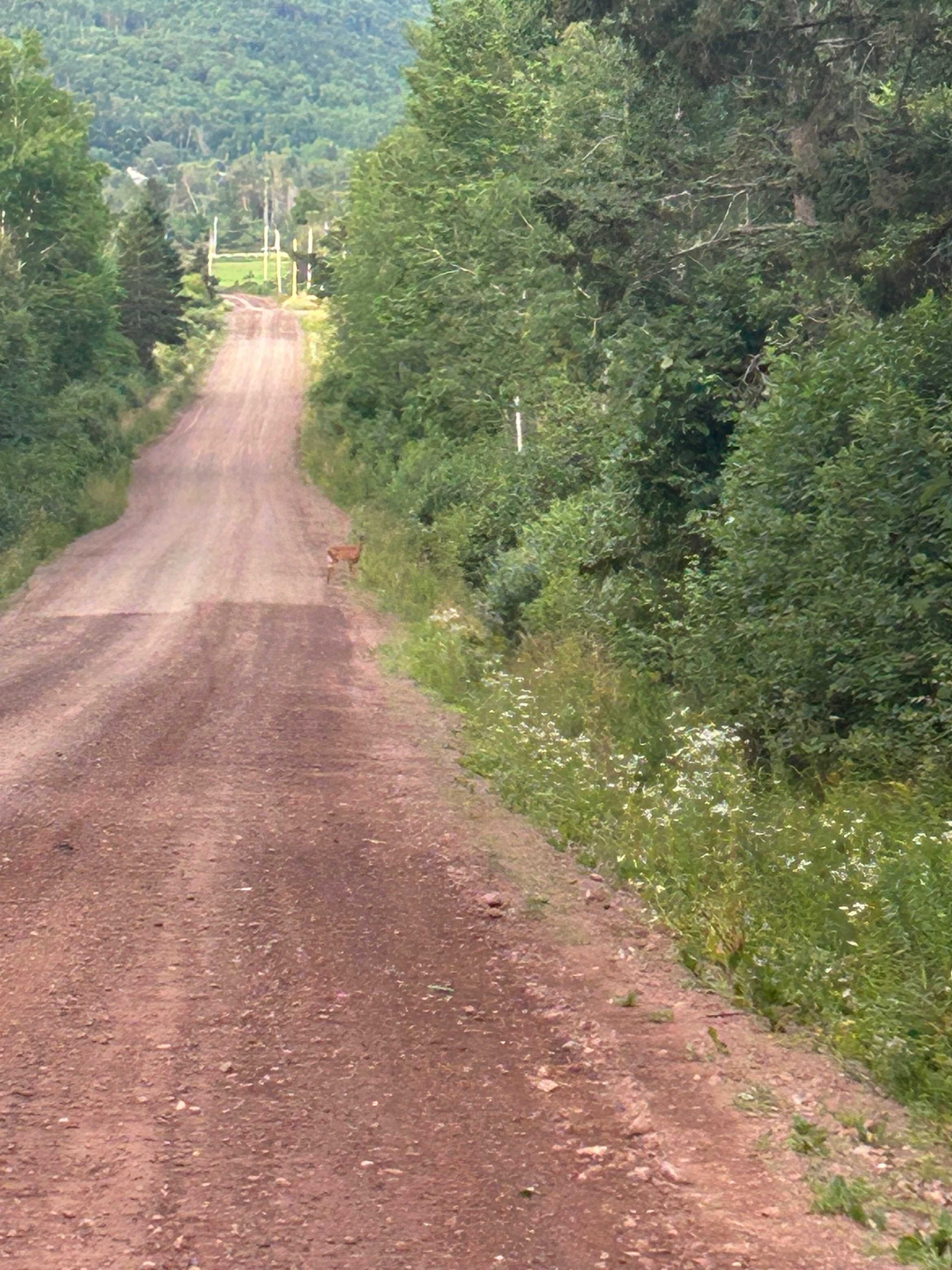 Deer on the road 