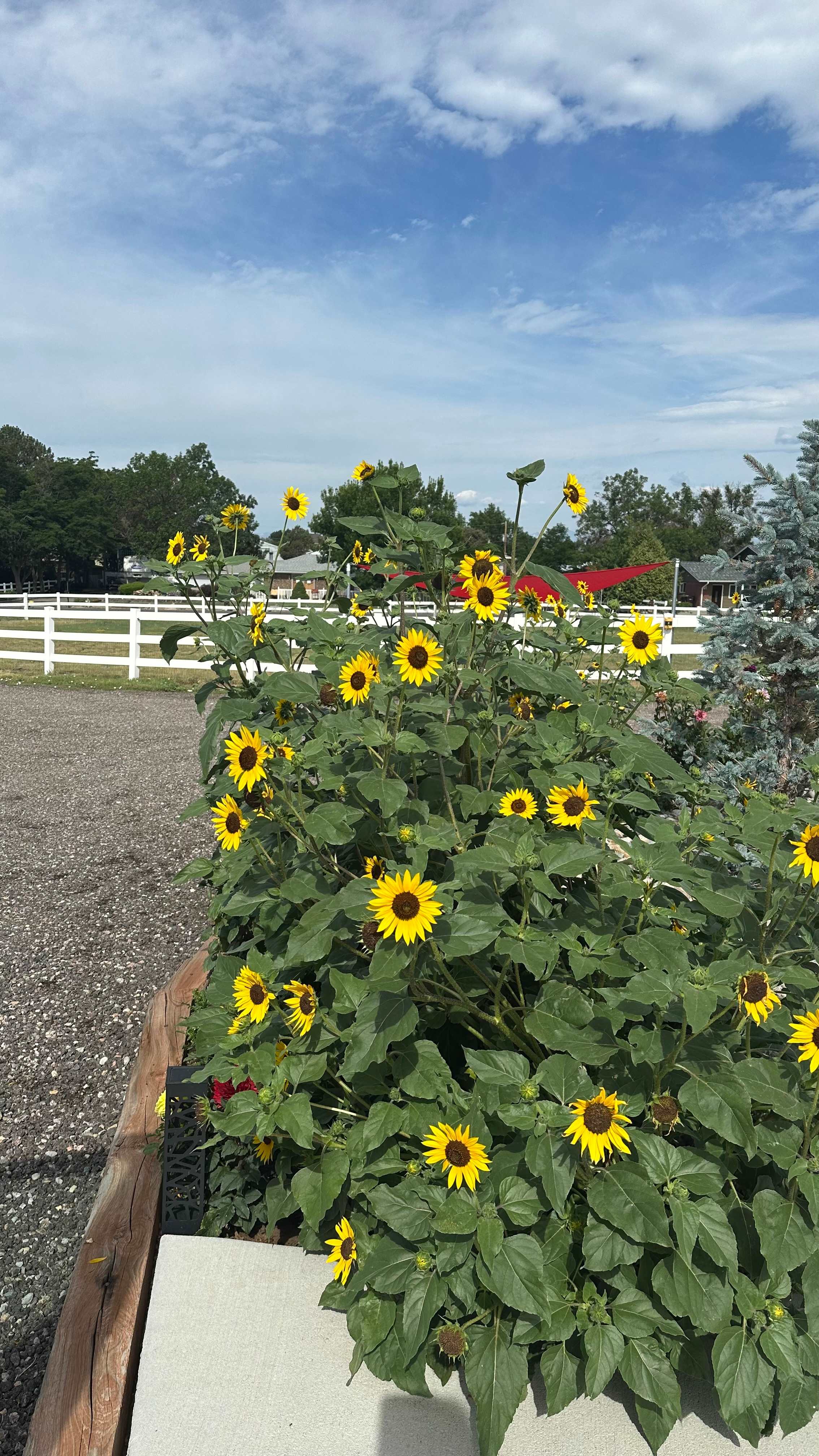 Bizzy Bee Farm