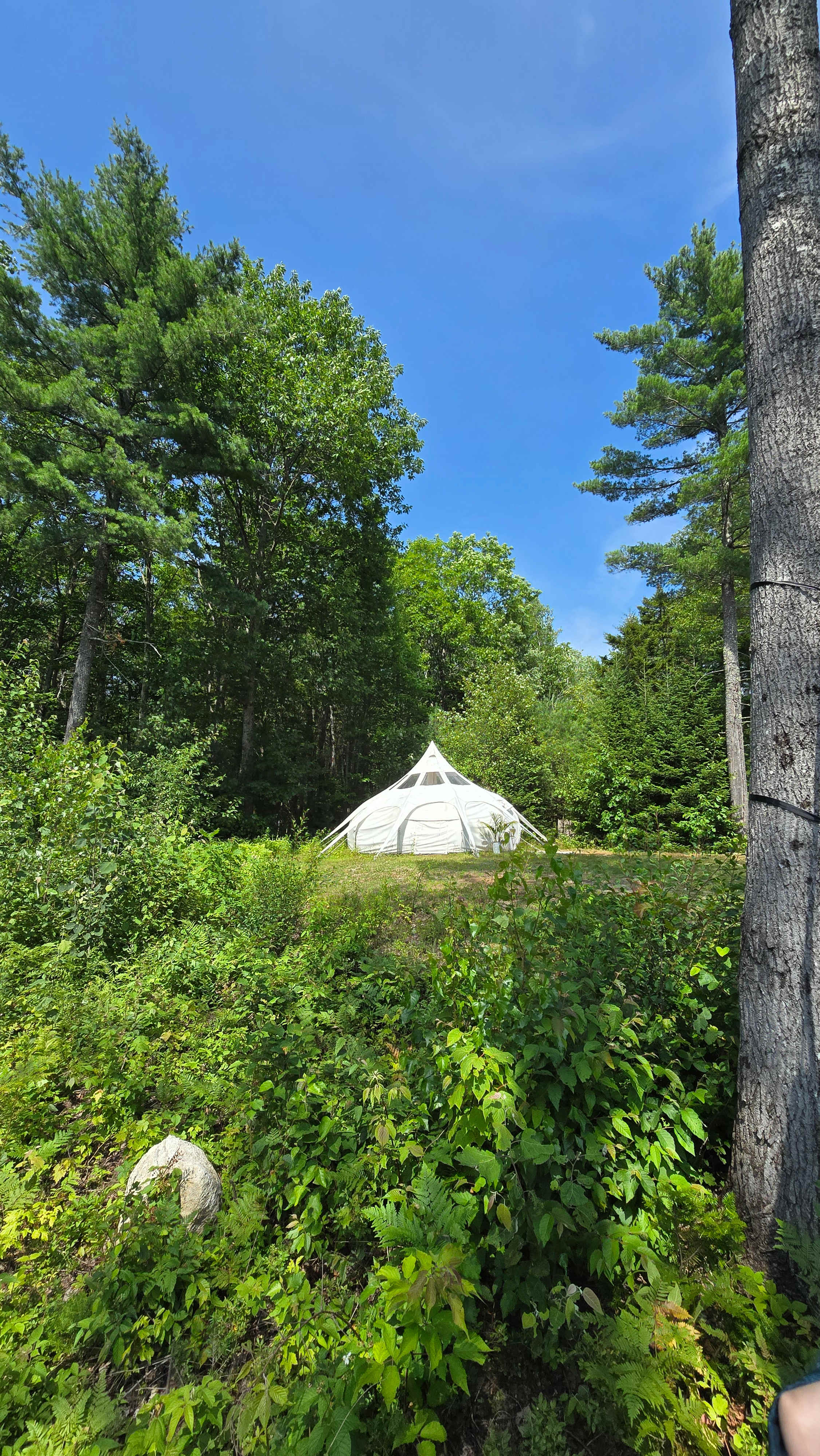 Private Forest with a View!