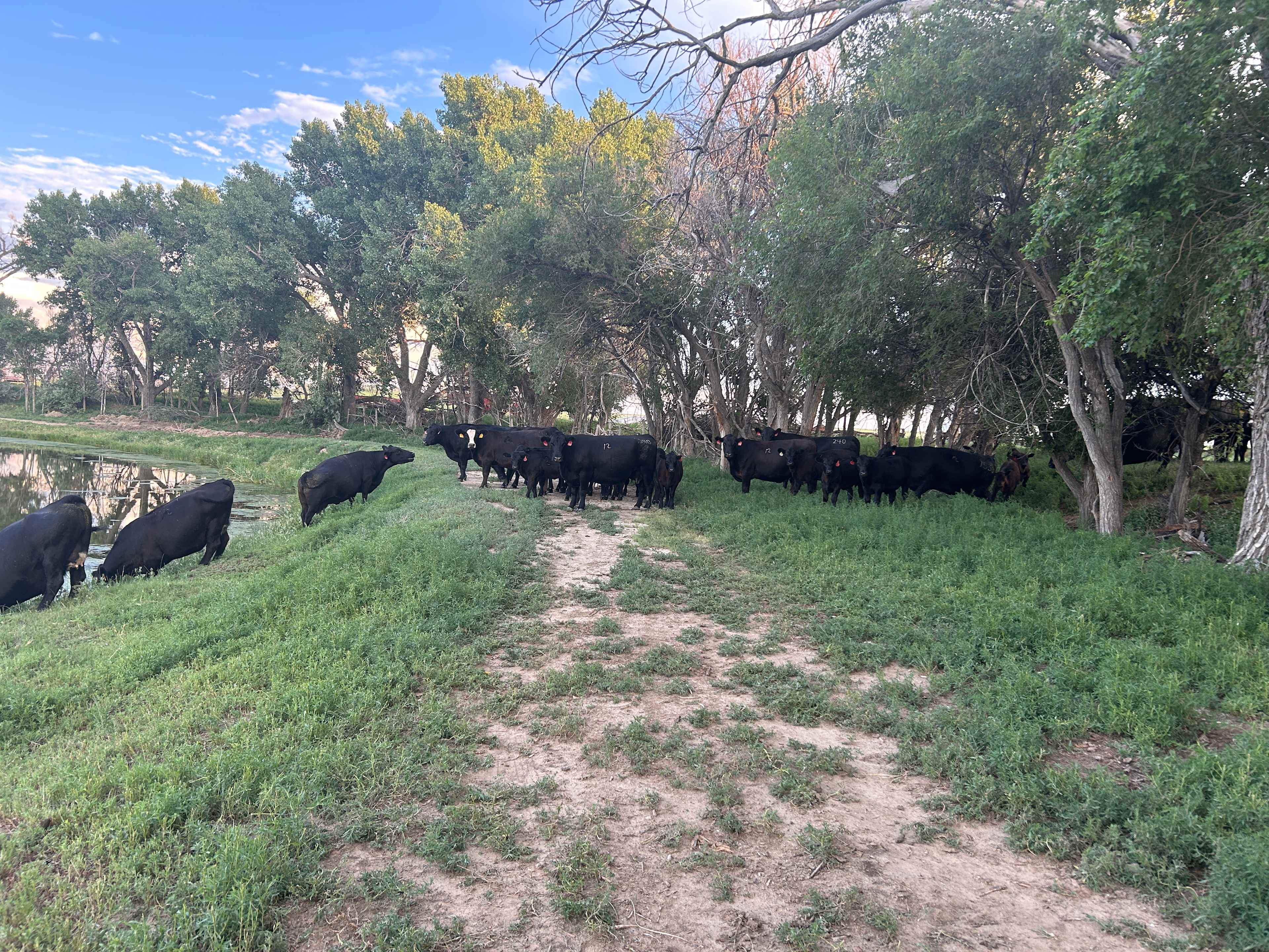 wentz family farm