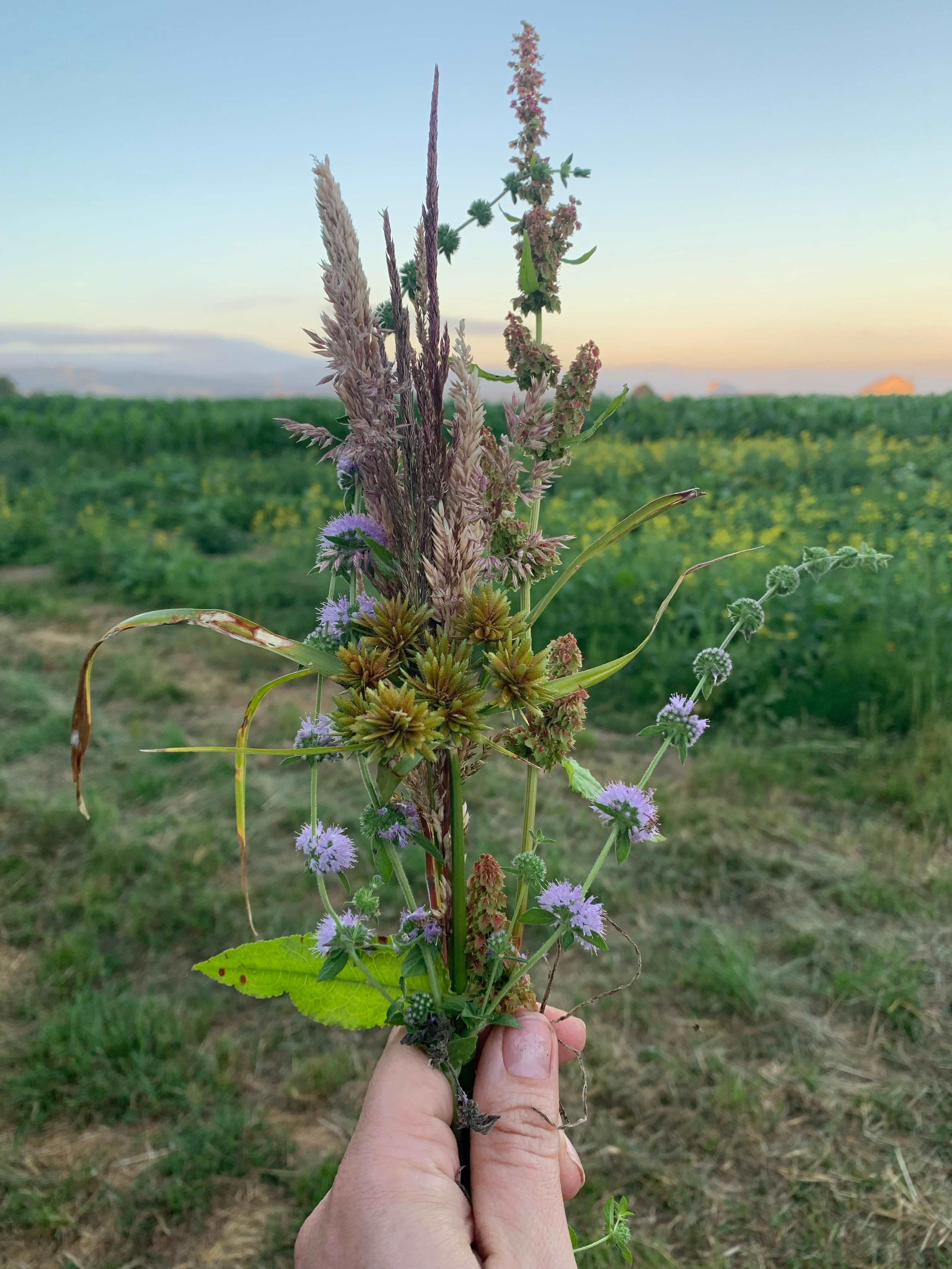 Wild grass bouquet 