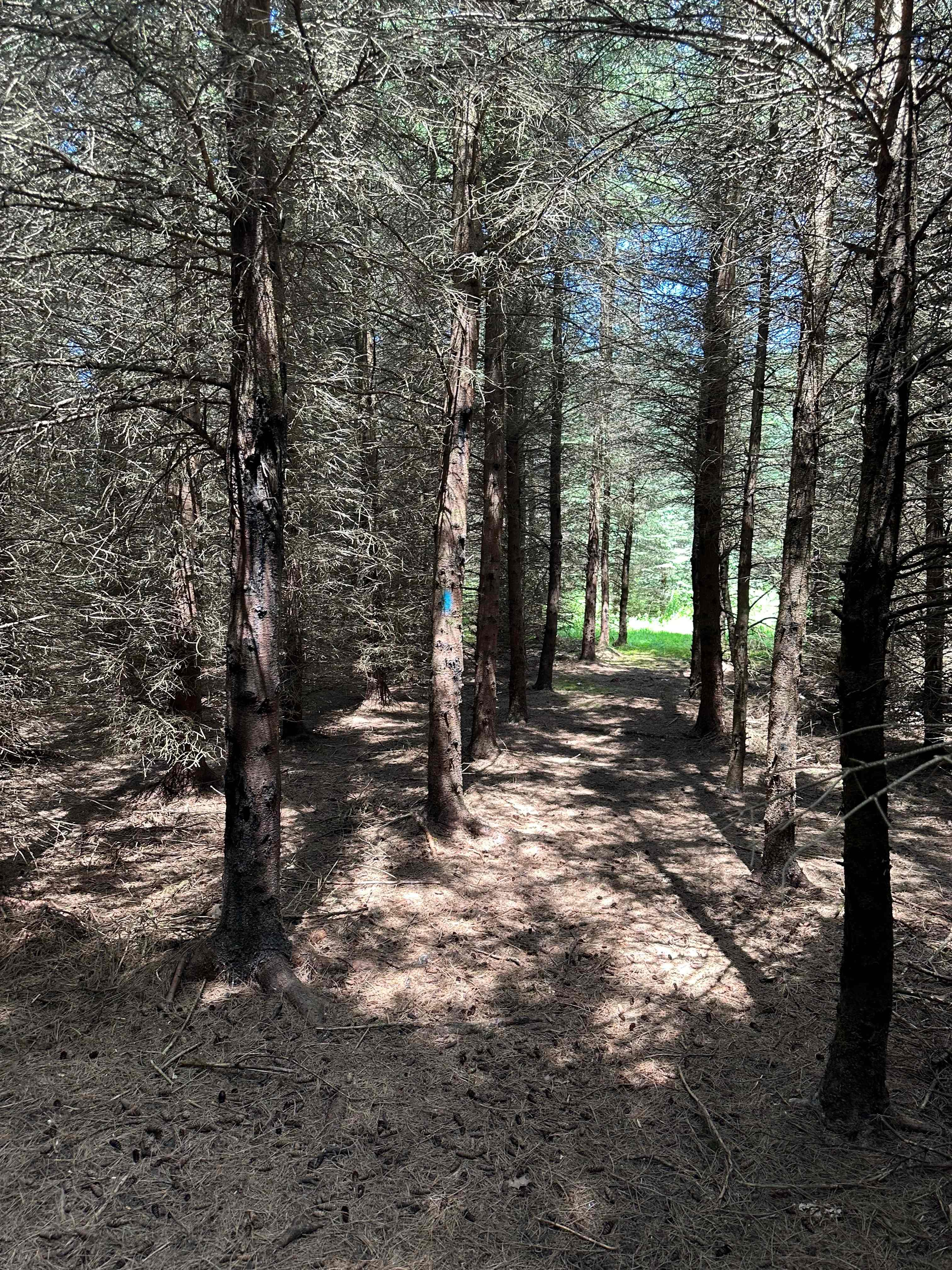 Chappel Hill Tree Farm