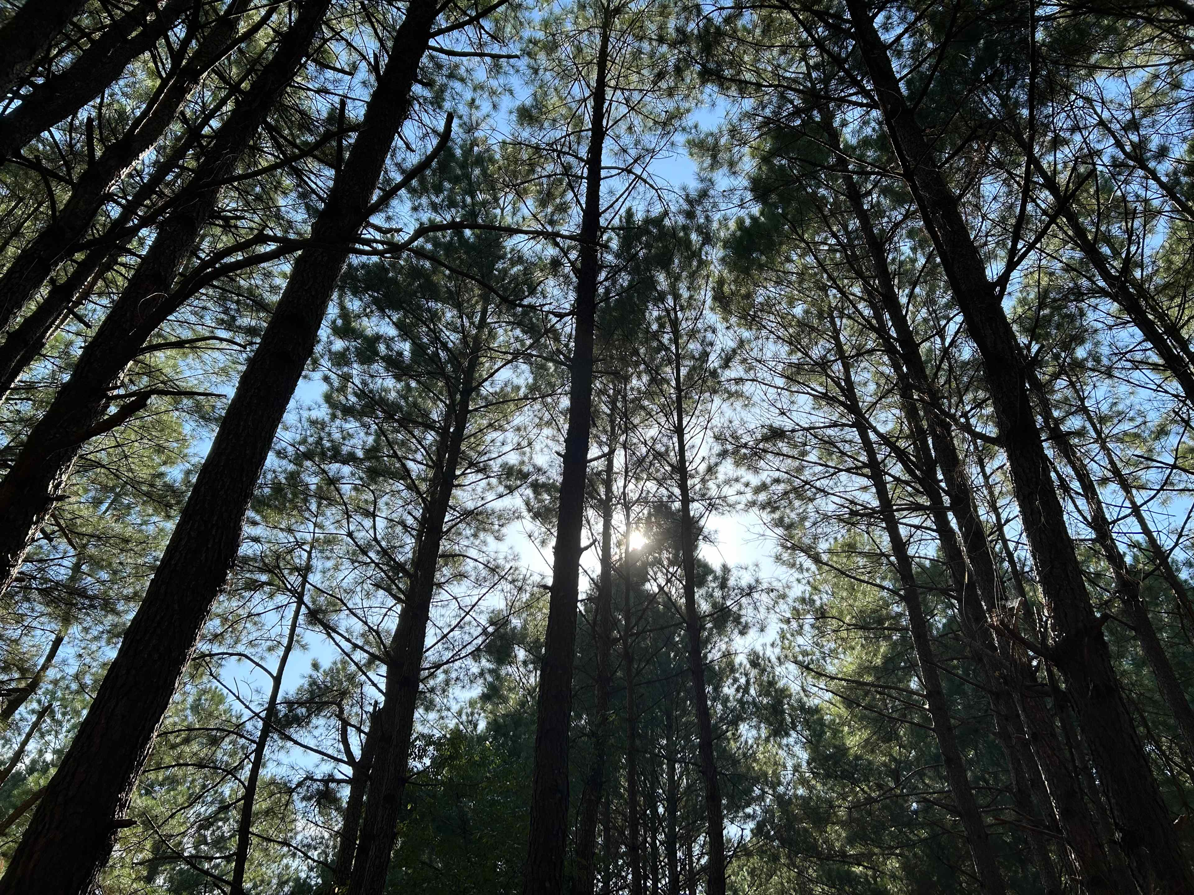 Cedar Creek Campground at Elease