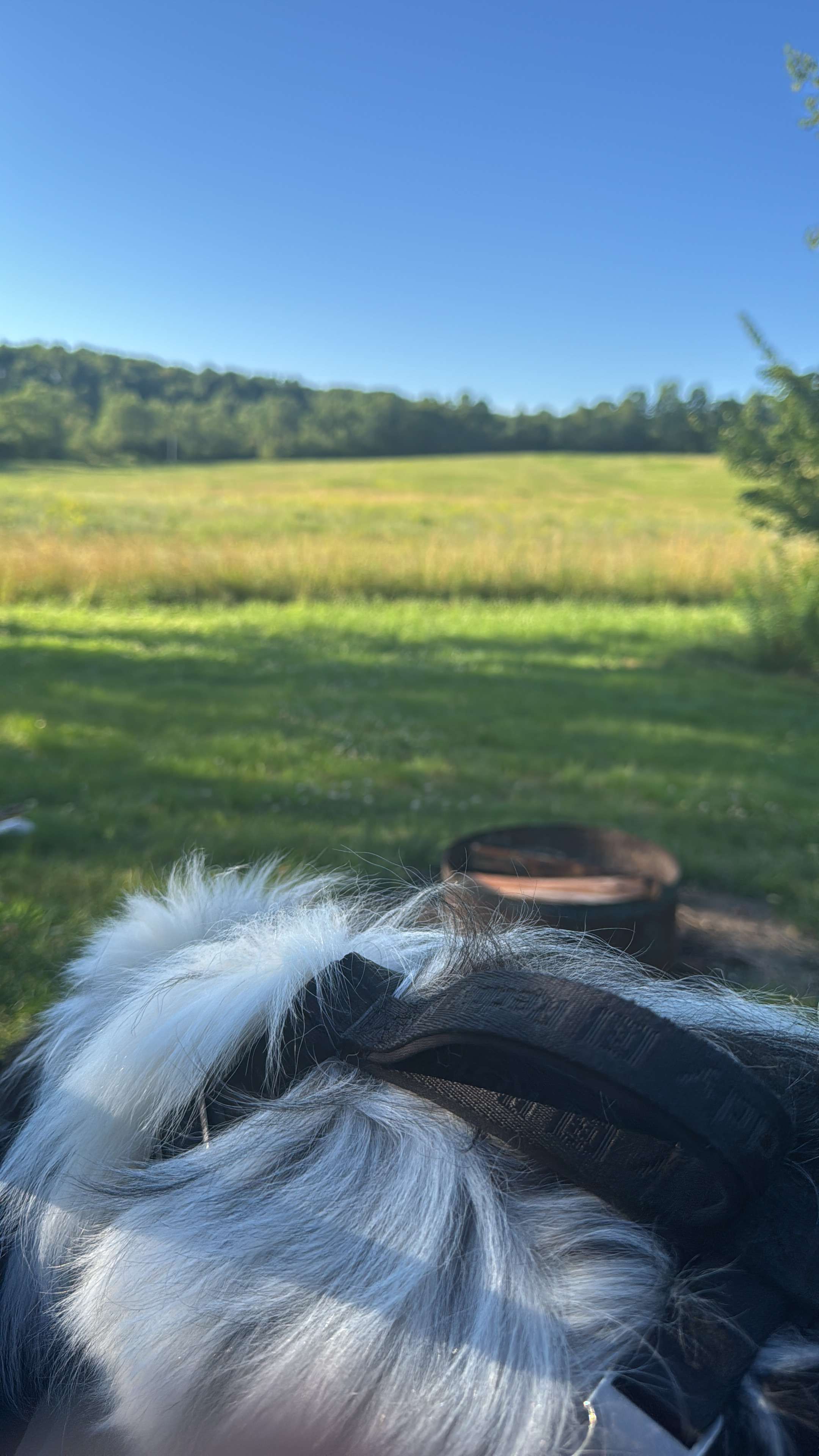 Stargazing Field at Olga Farm