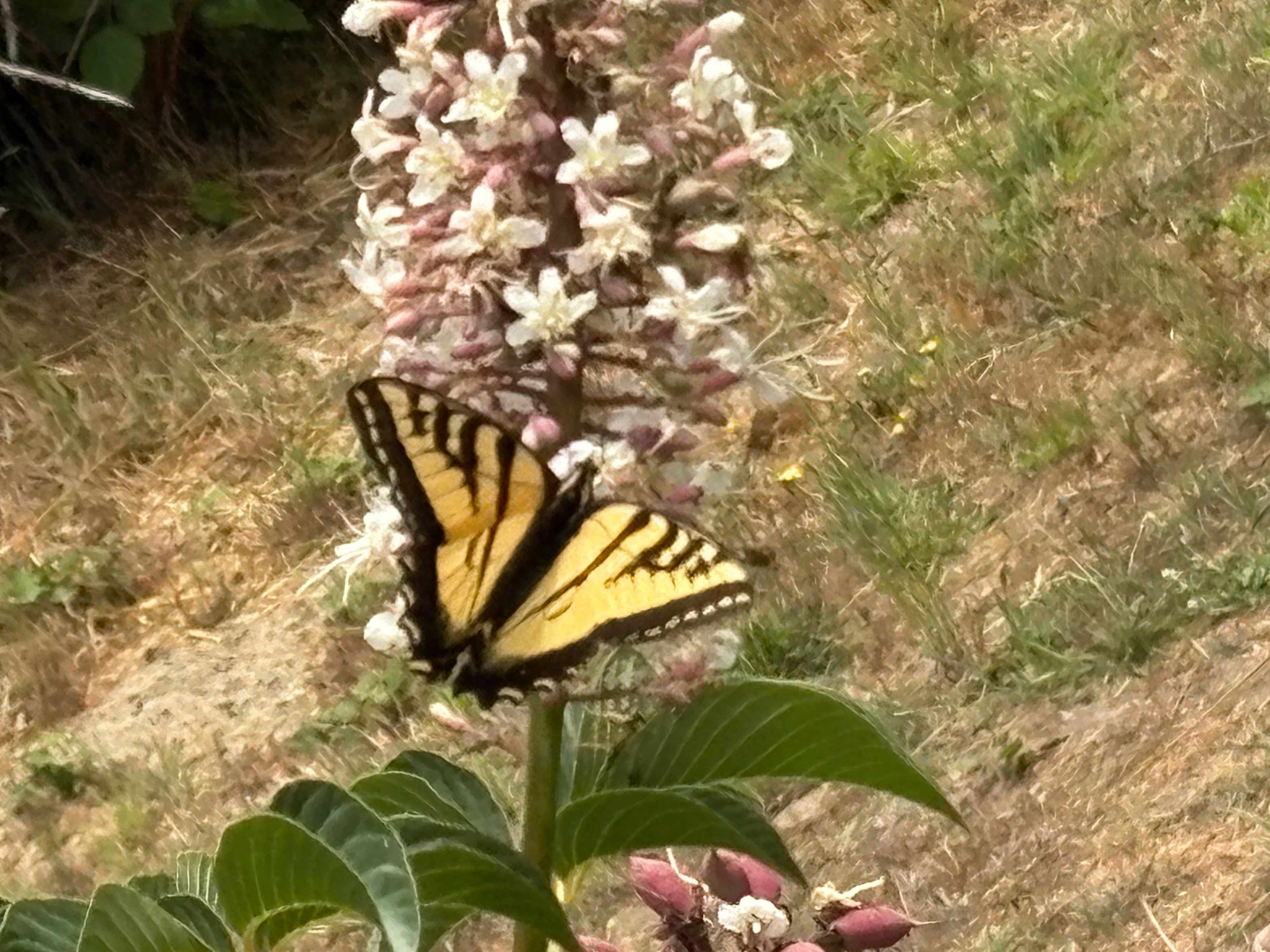Swallowtail on Horse Chestnut