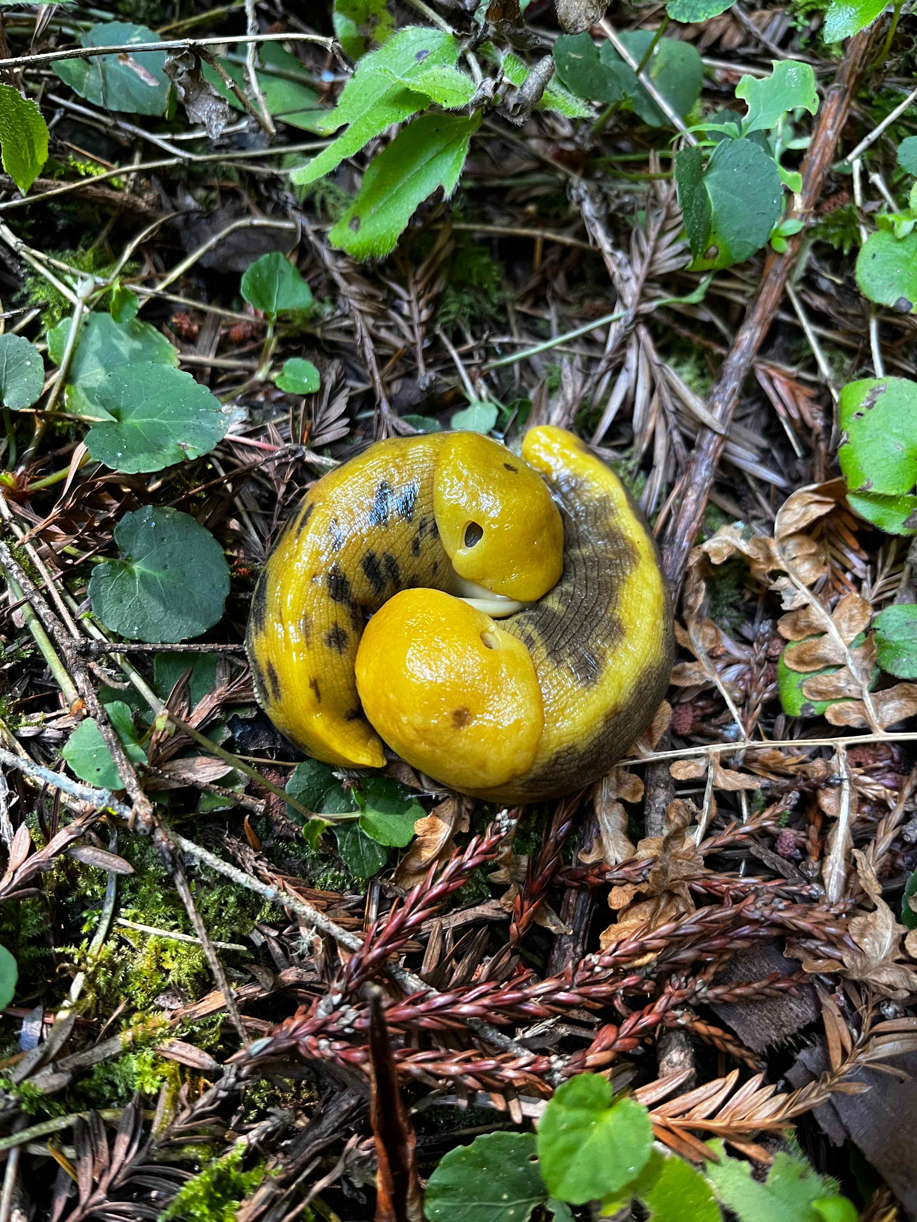 Banana slugs!