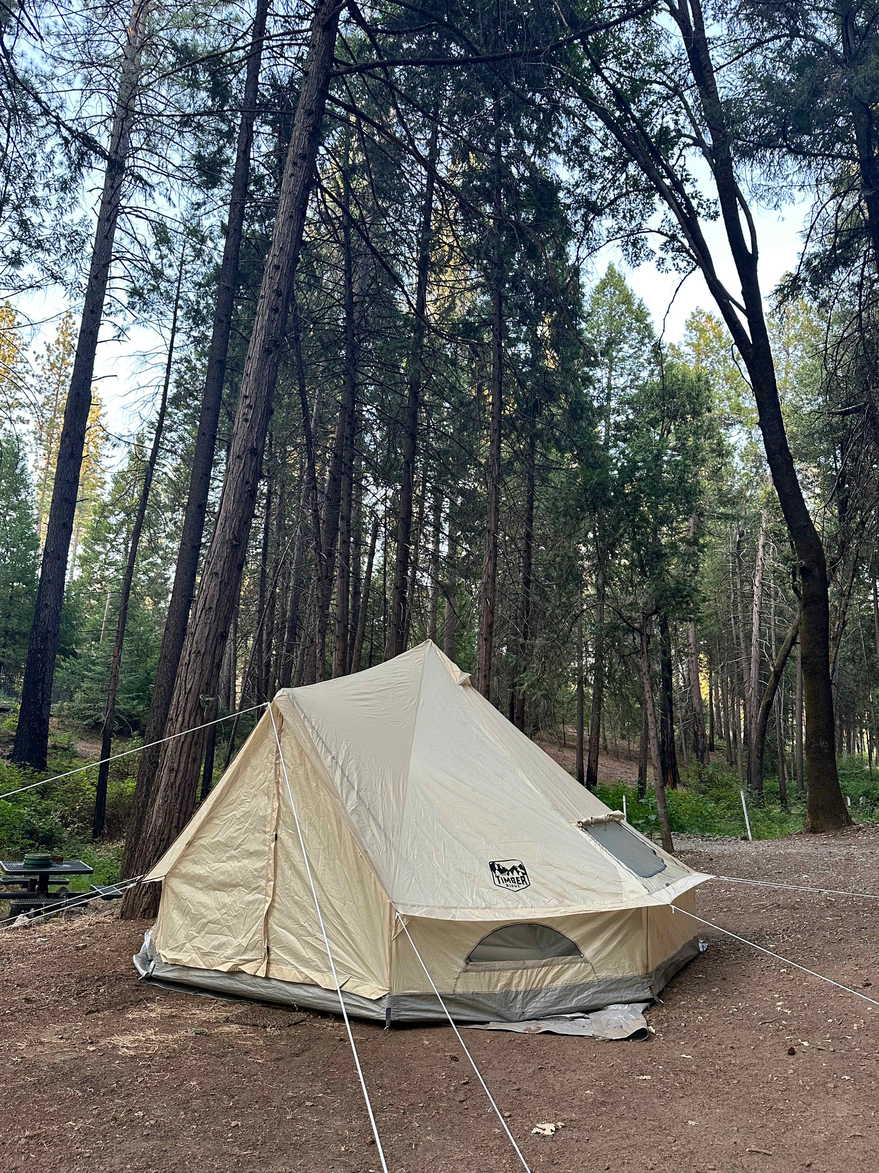 Unplug for nature, dogs, and kids