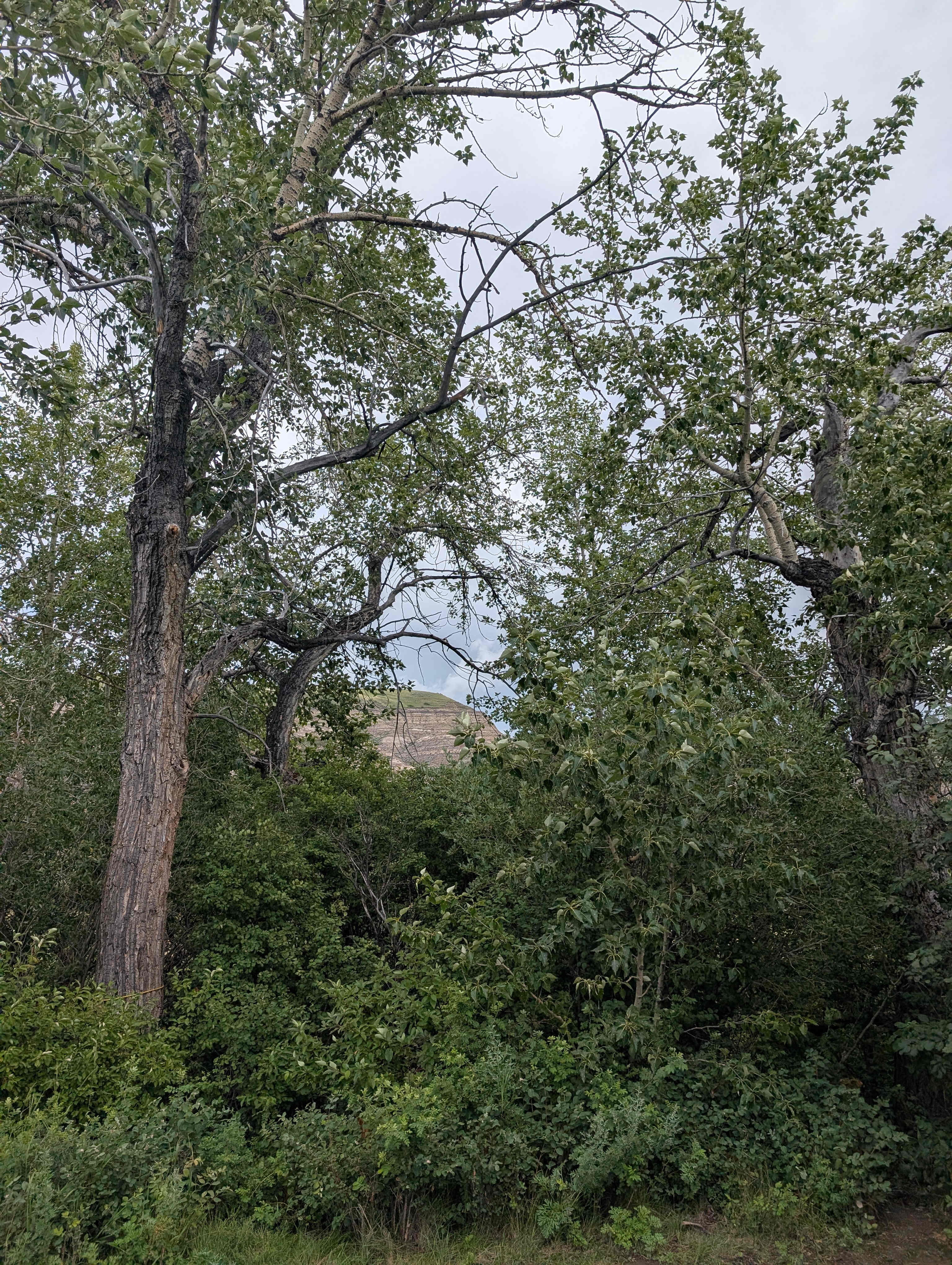 Badlands River View (Drumheller Valley)