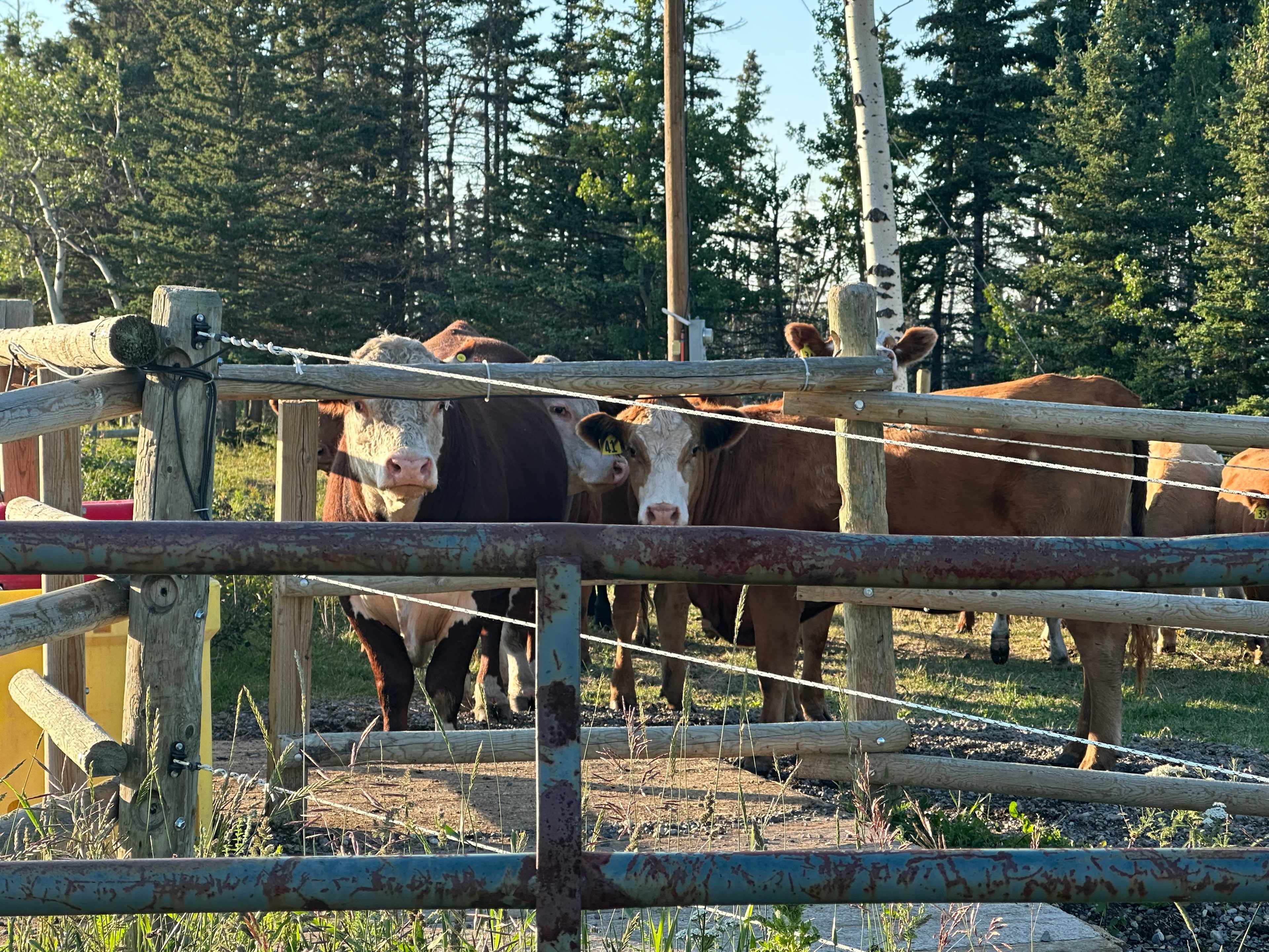 Cows in the pen next to the campsite