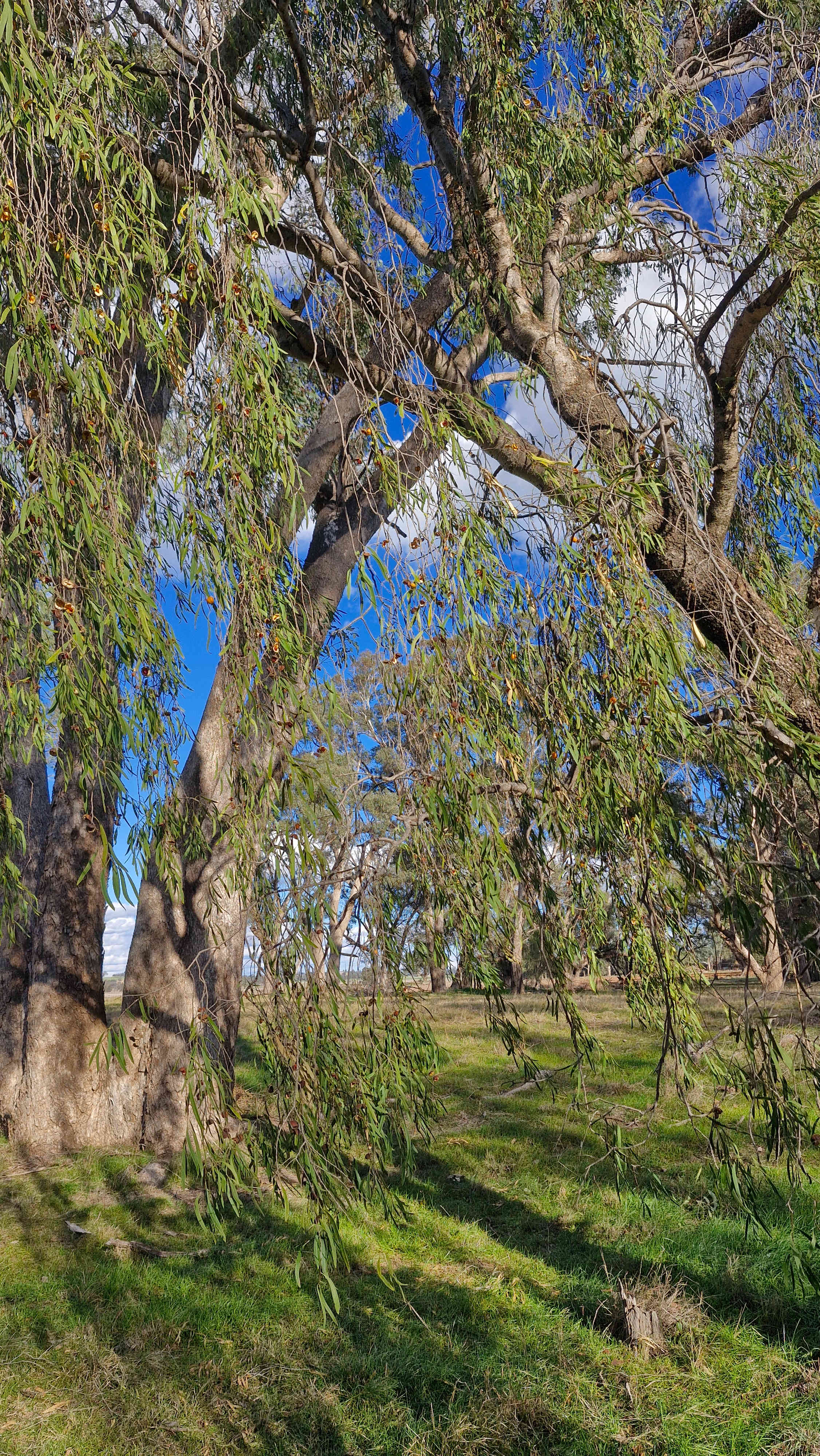 Burrill Creek Camping