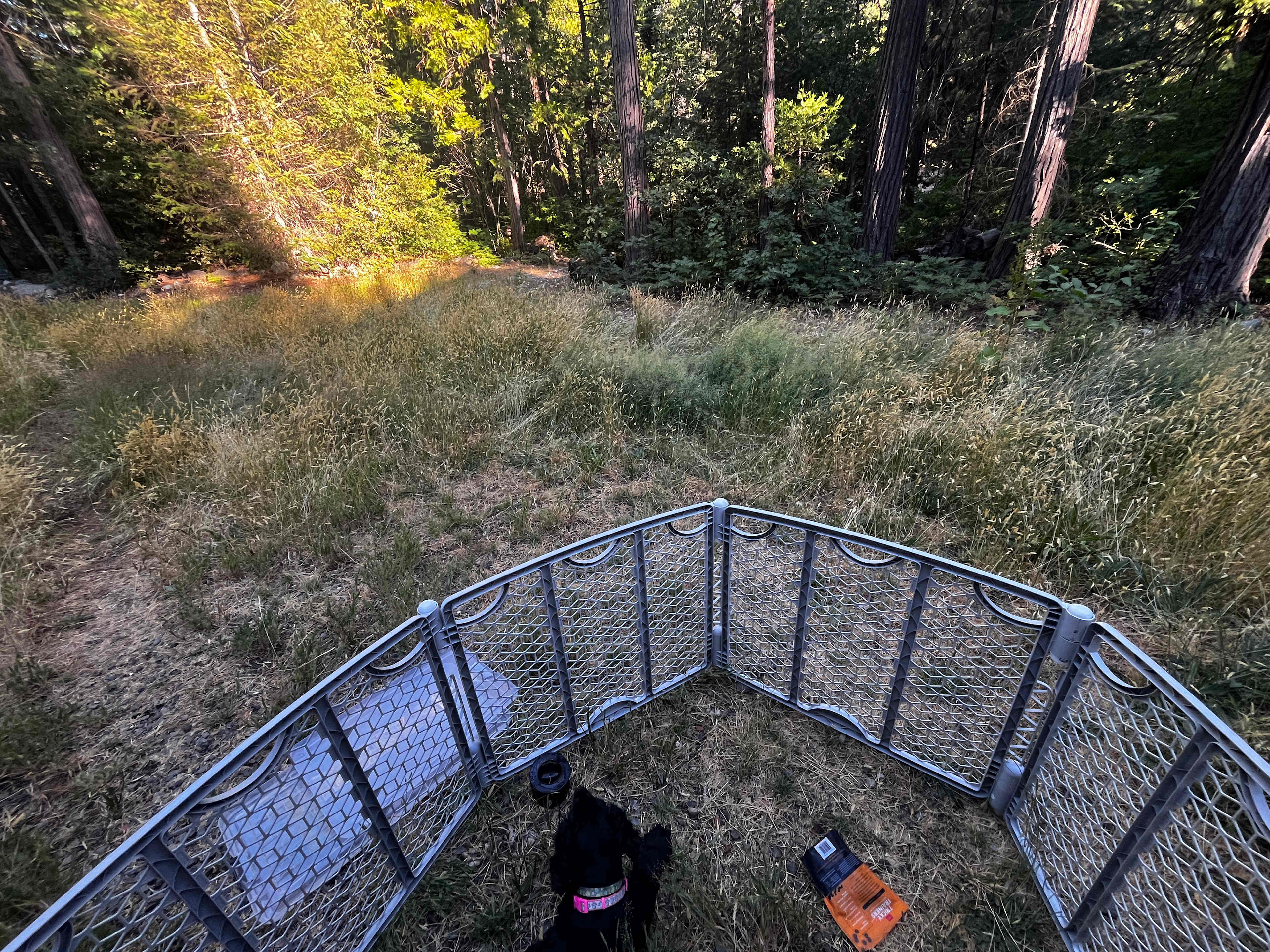Luna enjoying the view 🐶