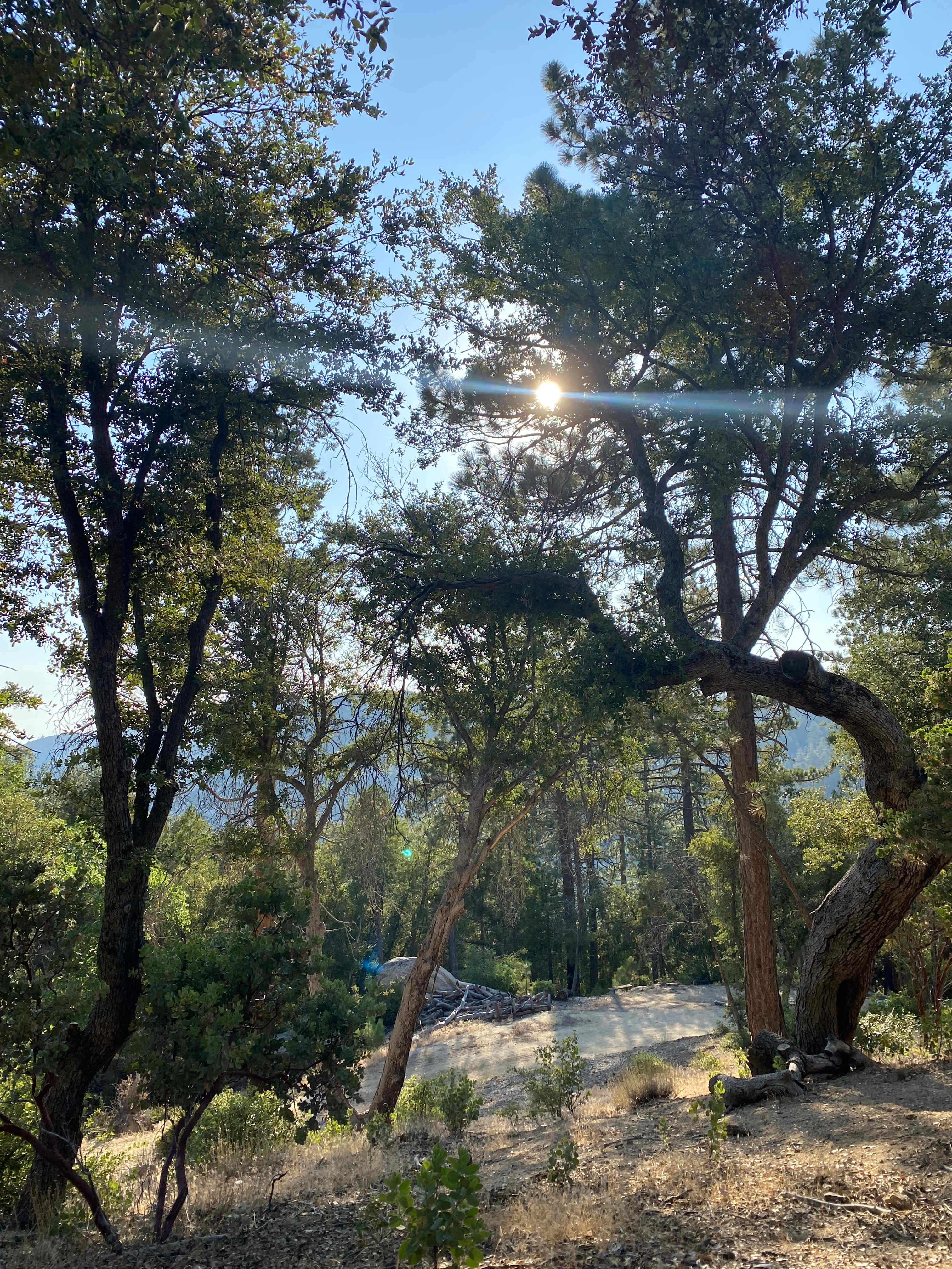 Serene forest privacy for 4WD