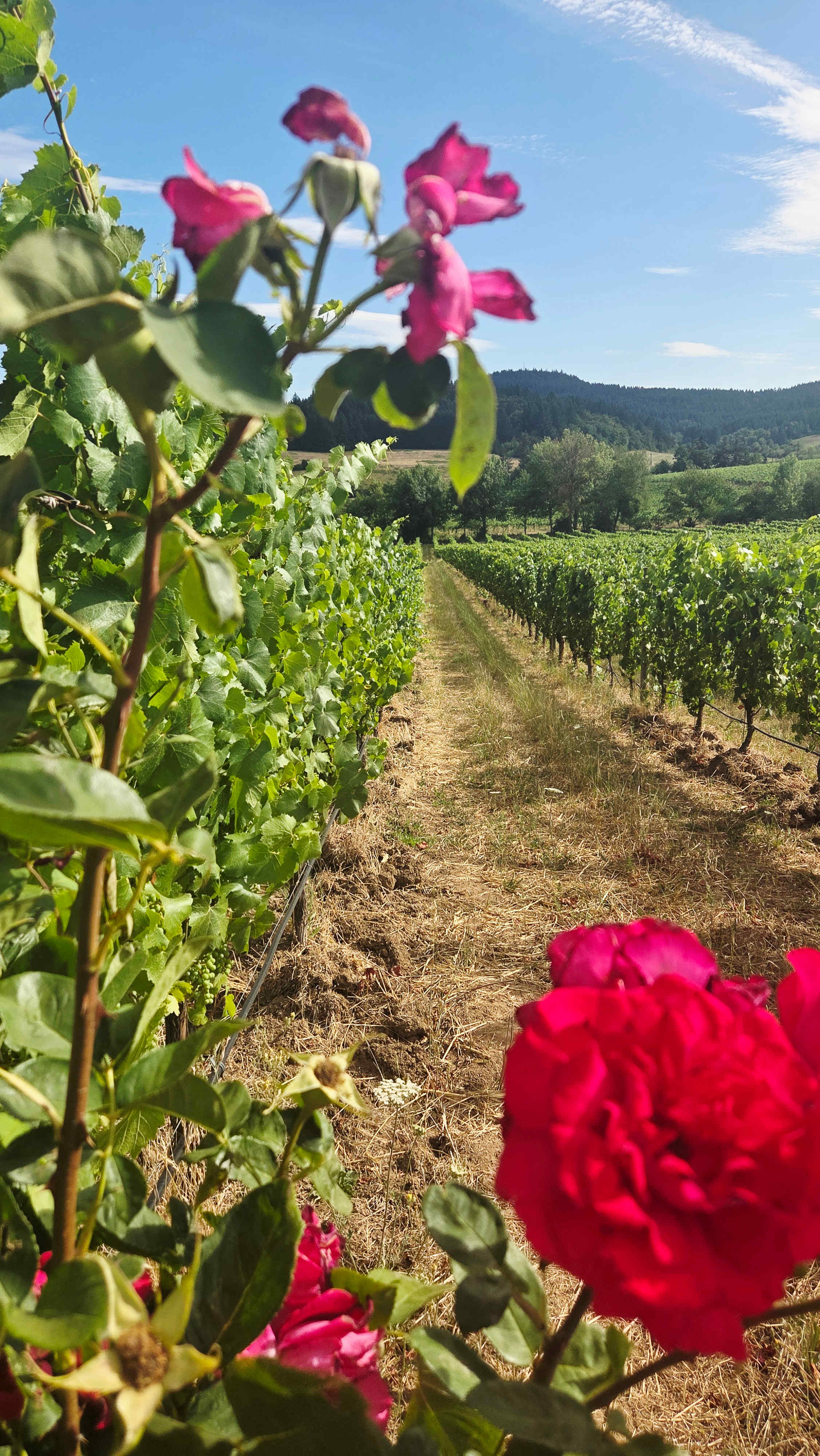 Zenith Vineyard Camping