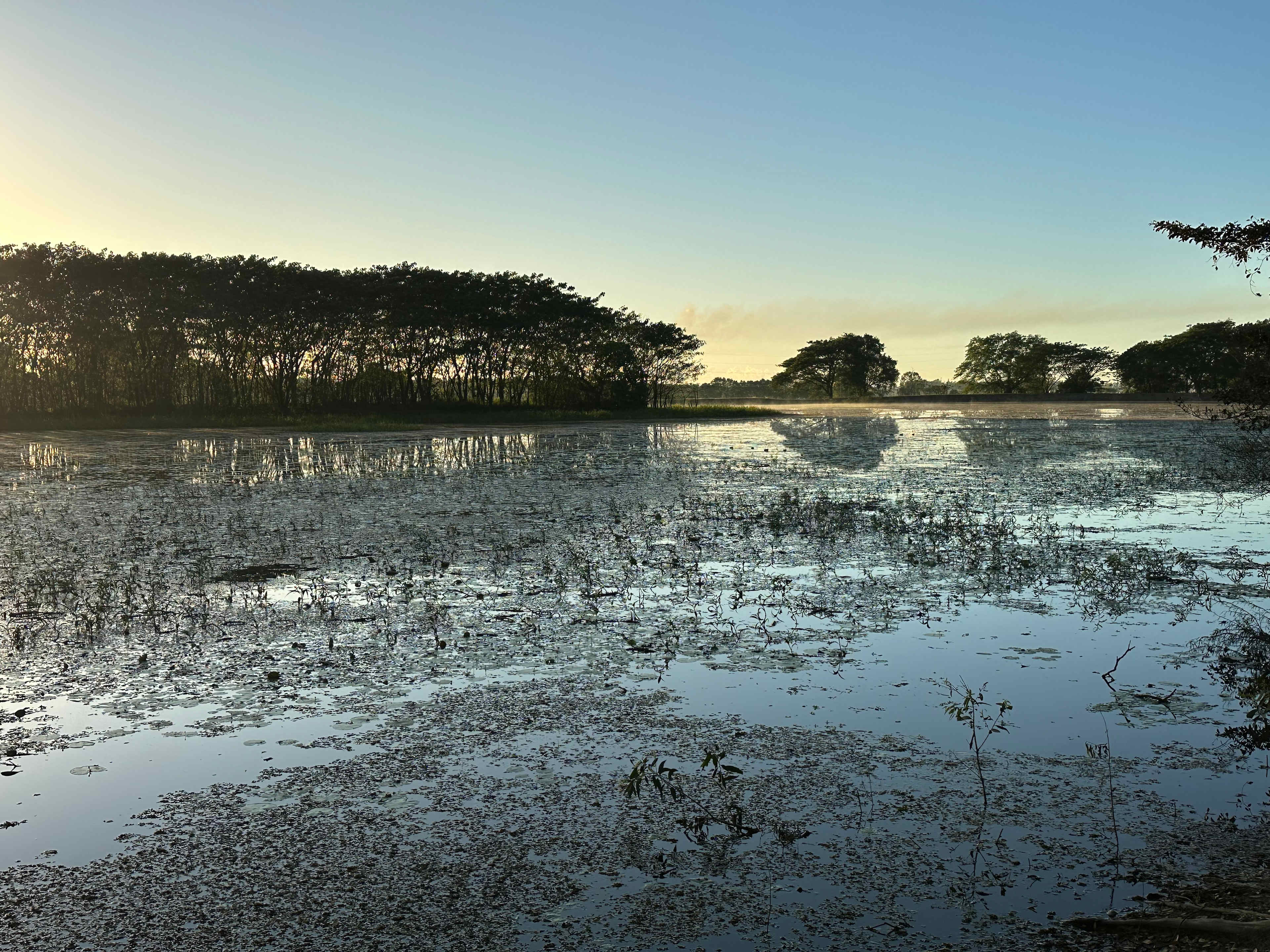 Lagoon full of birds