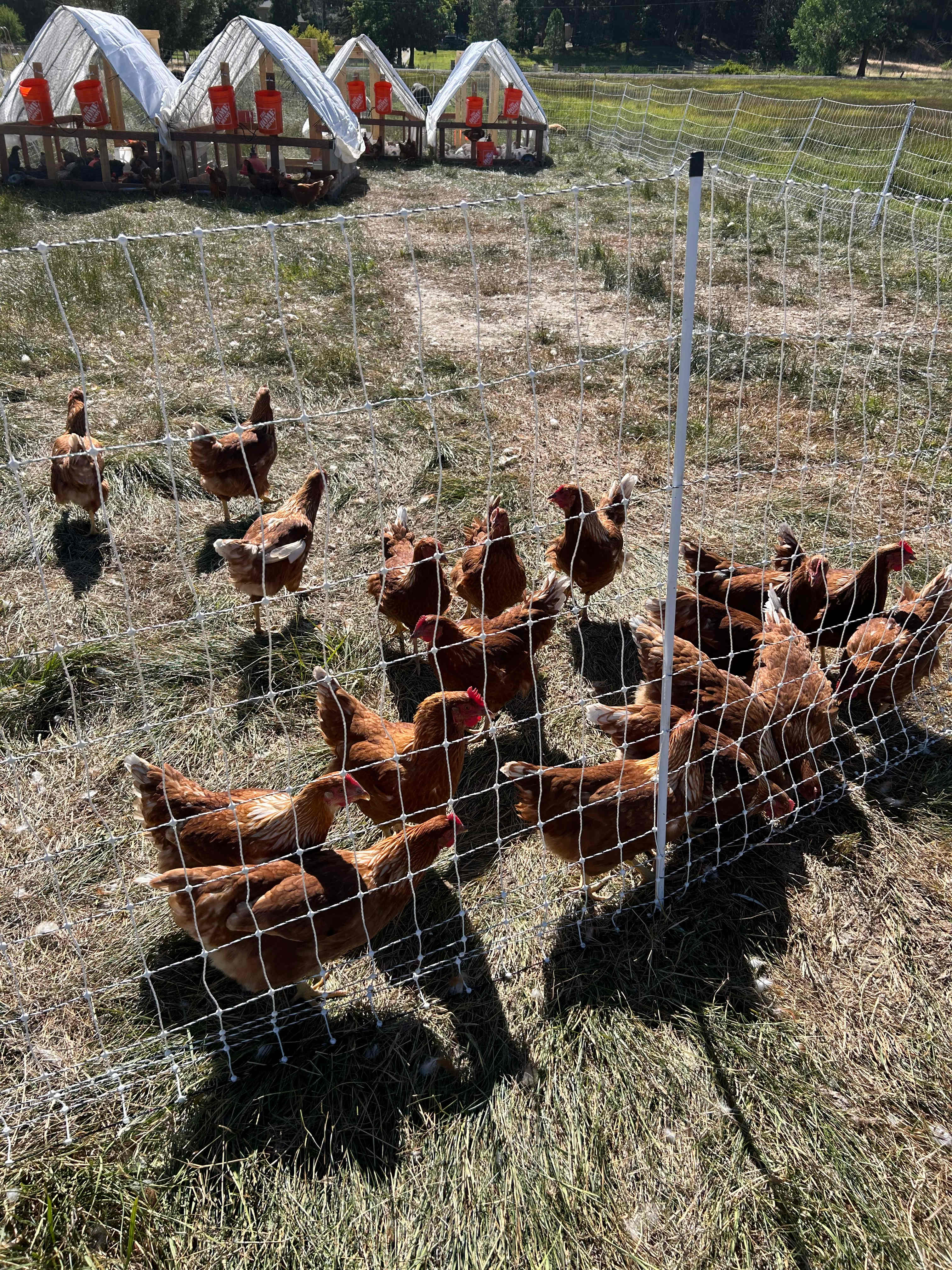 L.Davis Ranch and Olde LYFE Alpacas