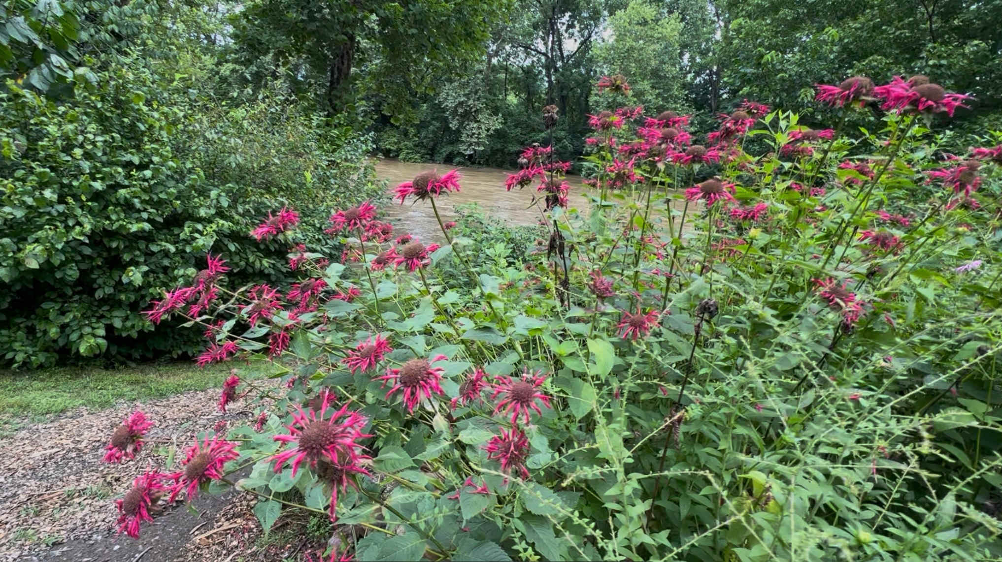 beautiful native flowers for the pollinators!