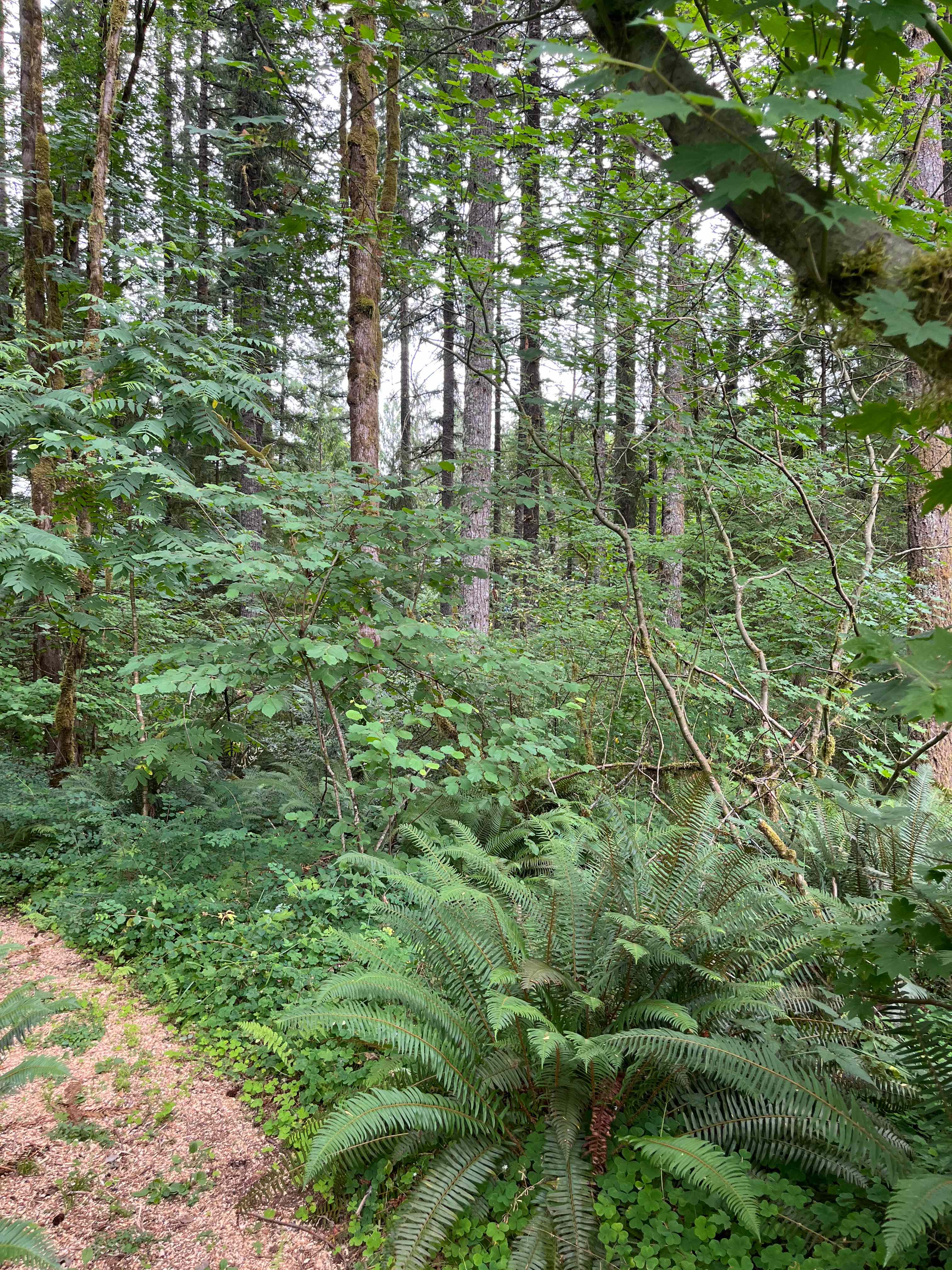 Marmot House Old Growth Forest