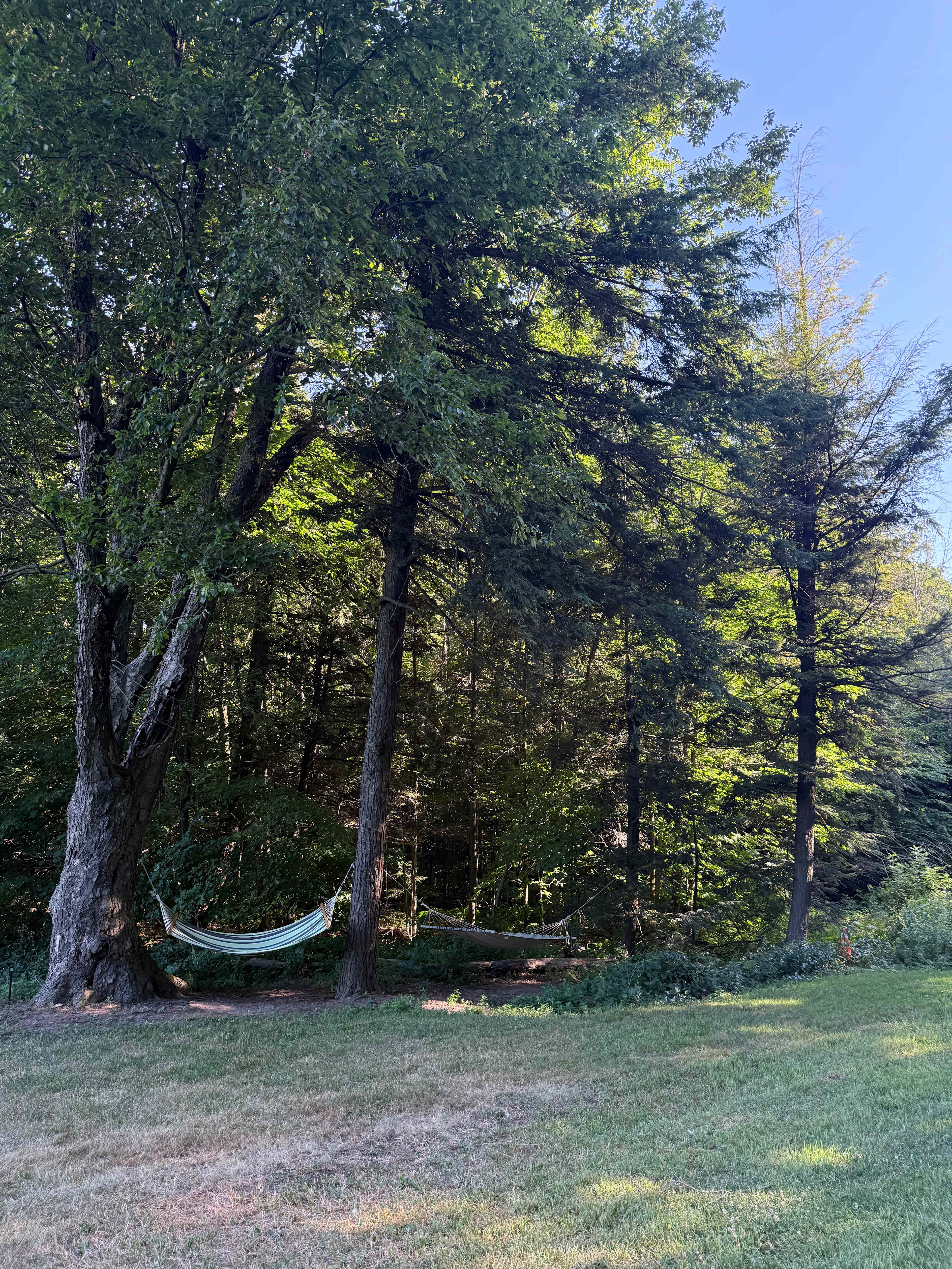 The Rustic Shack in the Wood's