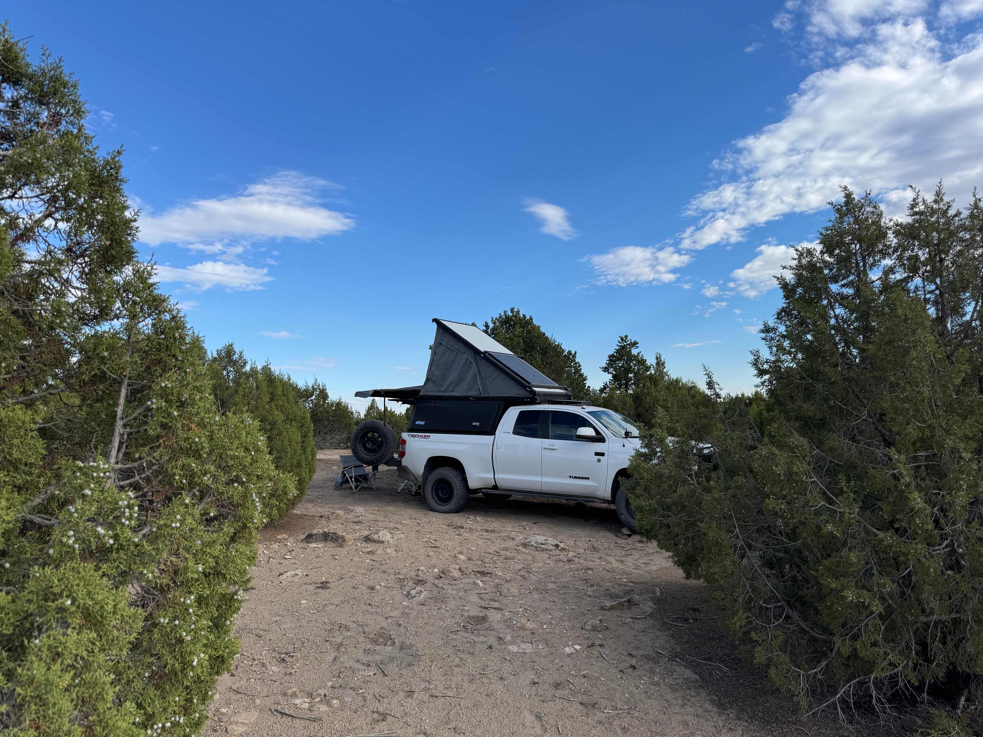 Nestled in the Juniper Trees. 