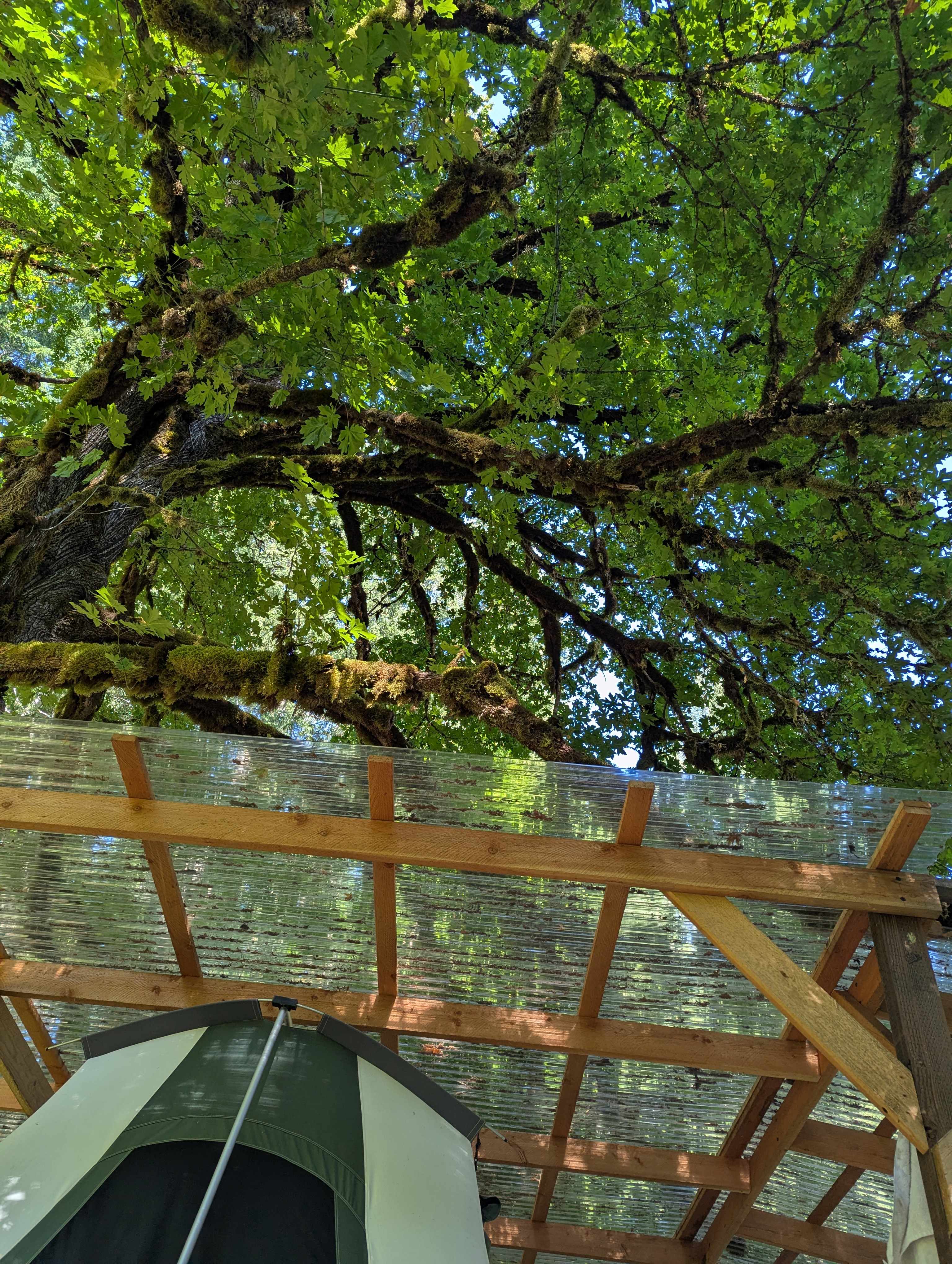 View from a hammock 