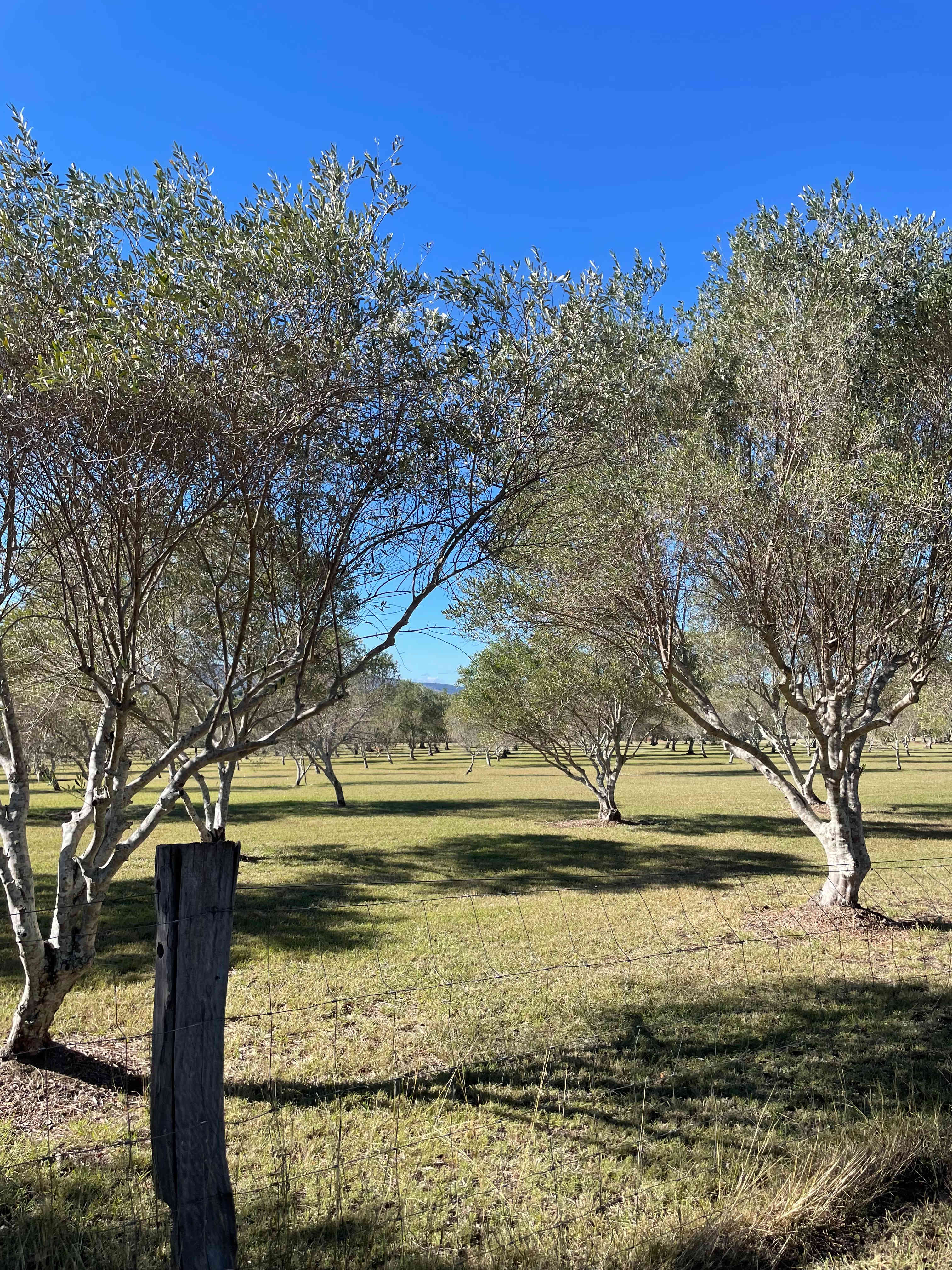 Olive View Estate - Stunning Views