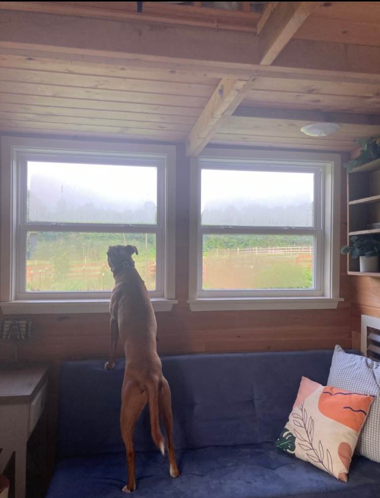 My dog loved watching the horses! 