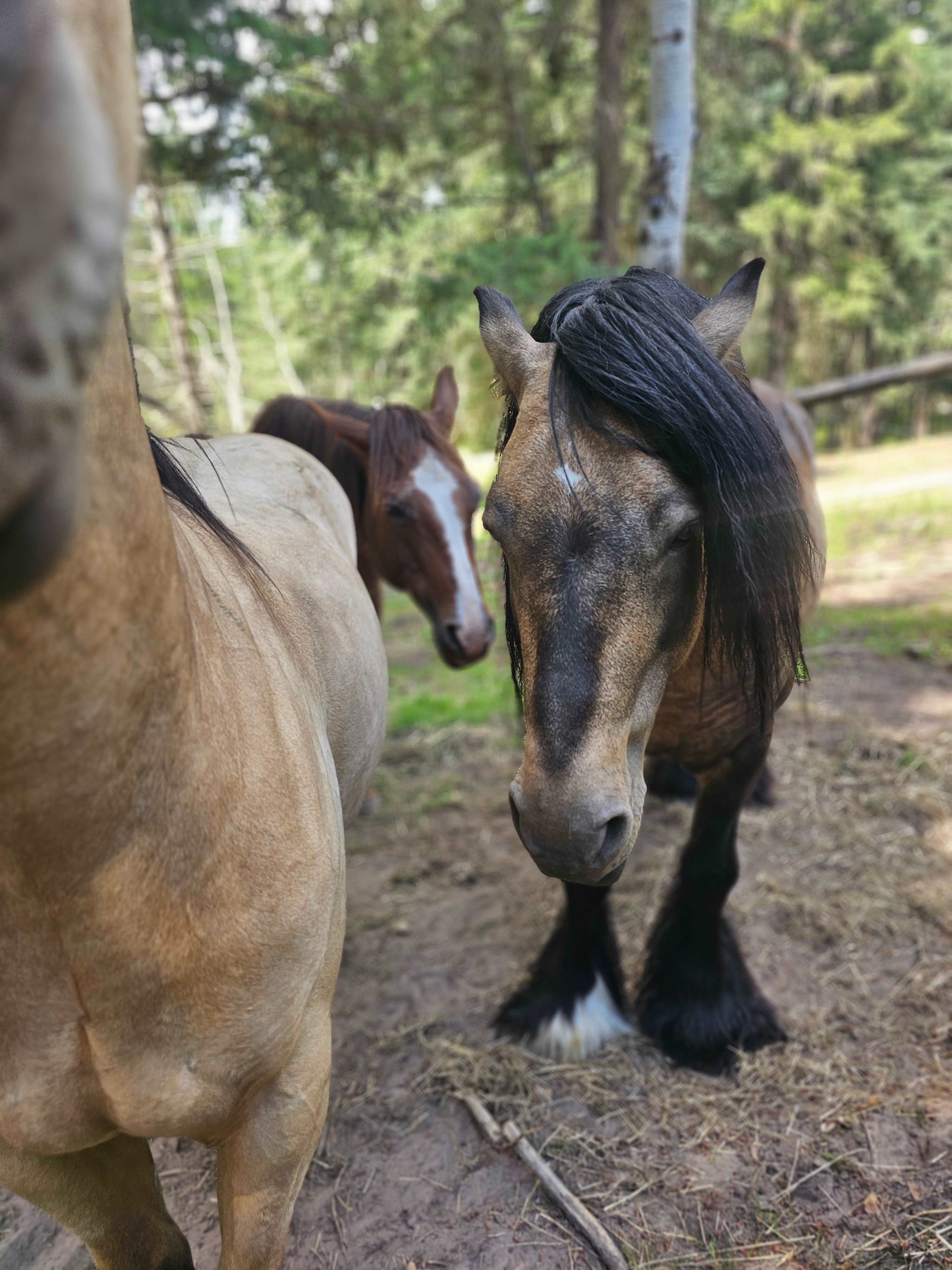 Glamping at Mountain Shadow Ranch