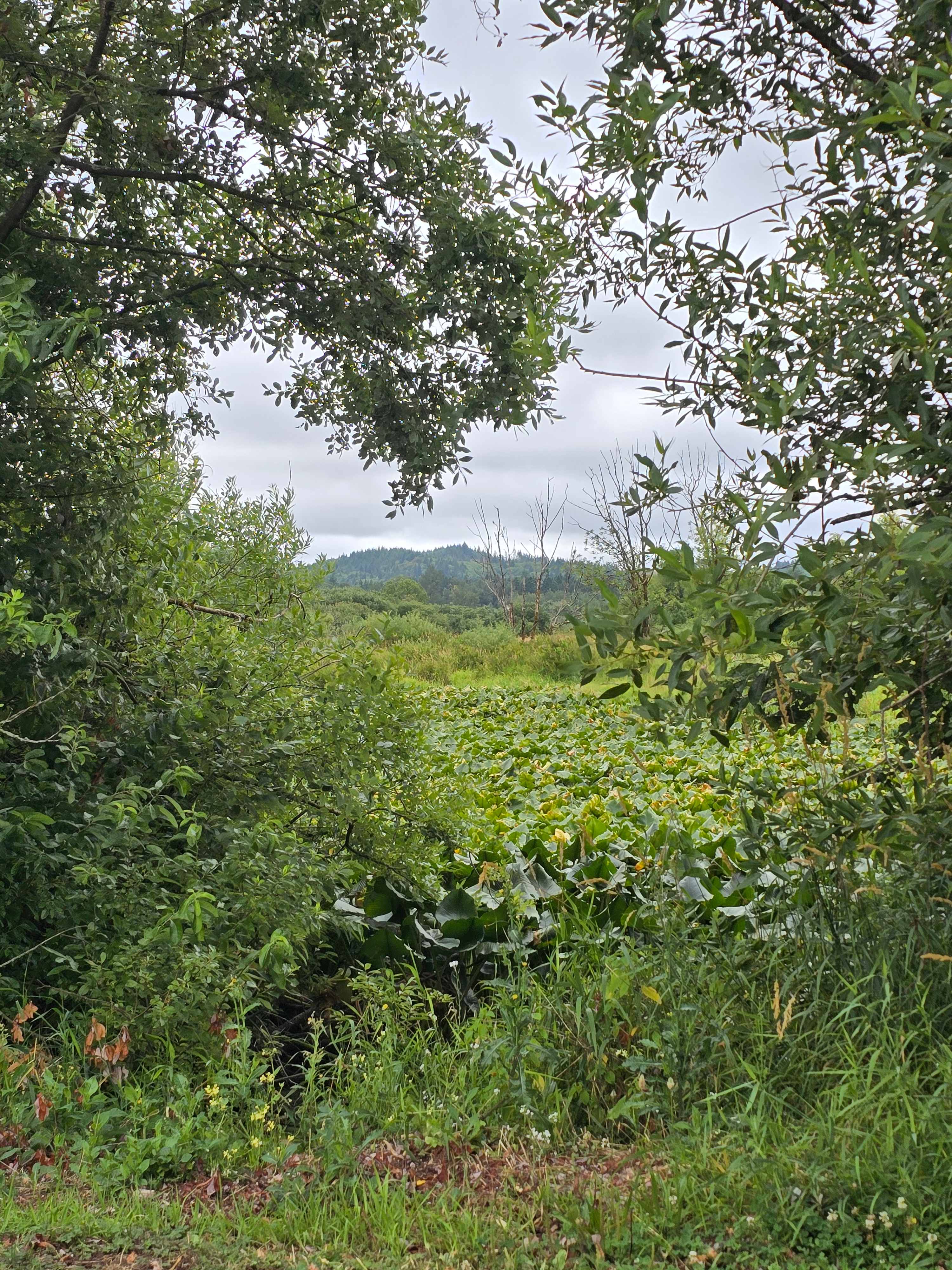 View from campsite.