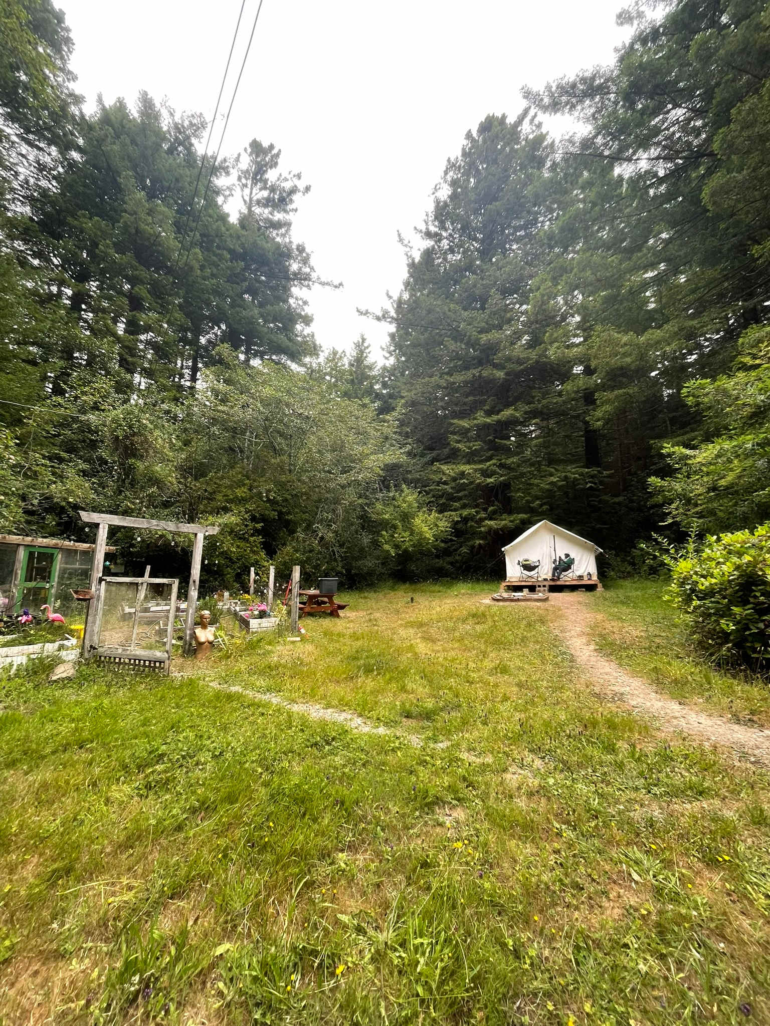 The Fairy Forest