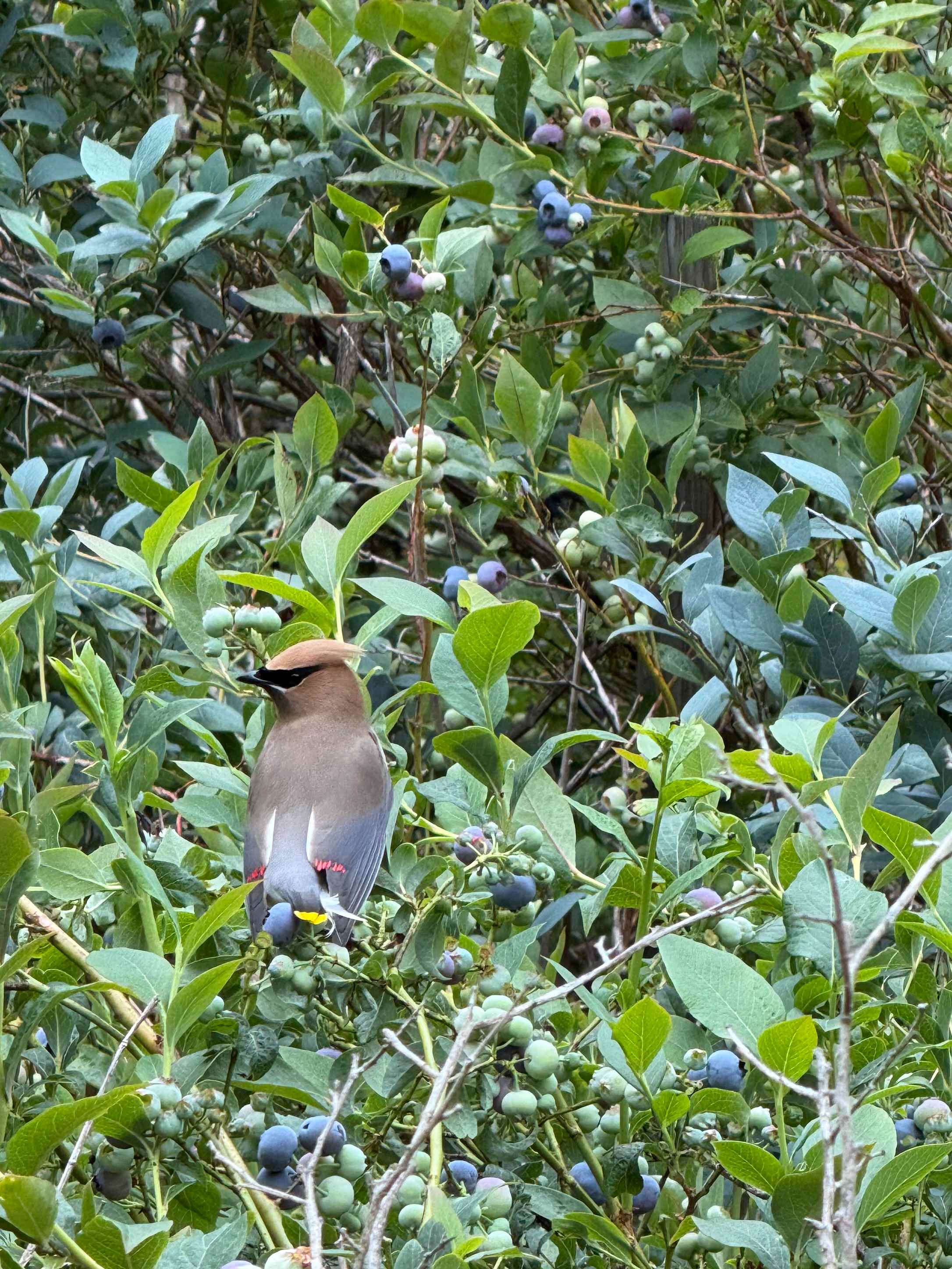 Cedar waxwing in the blueberries