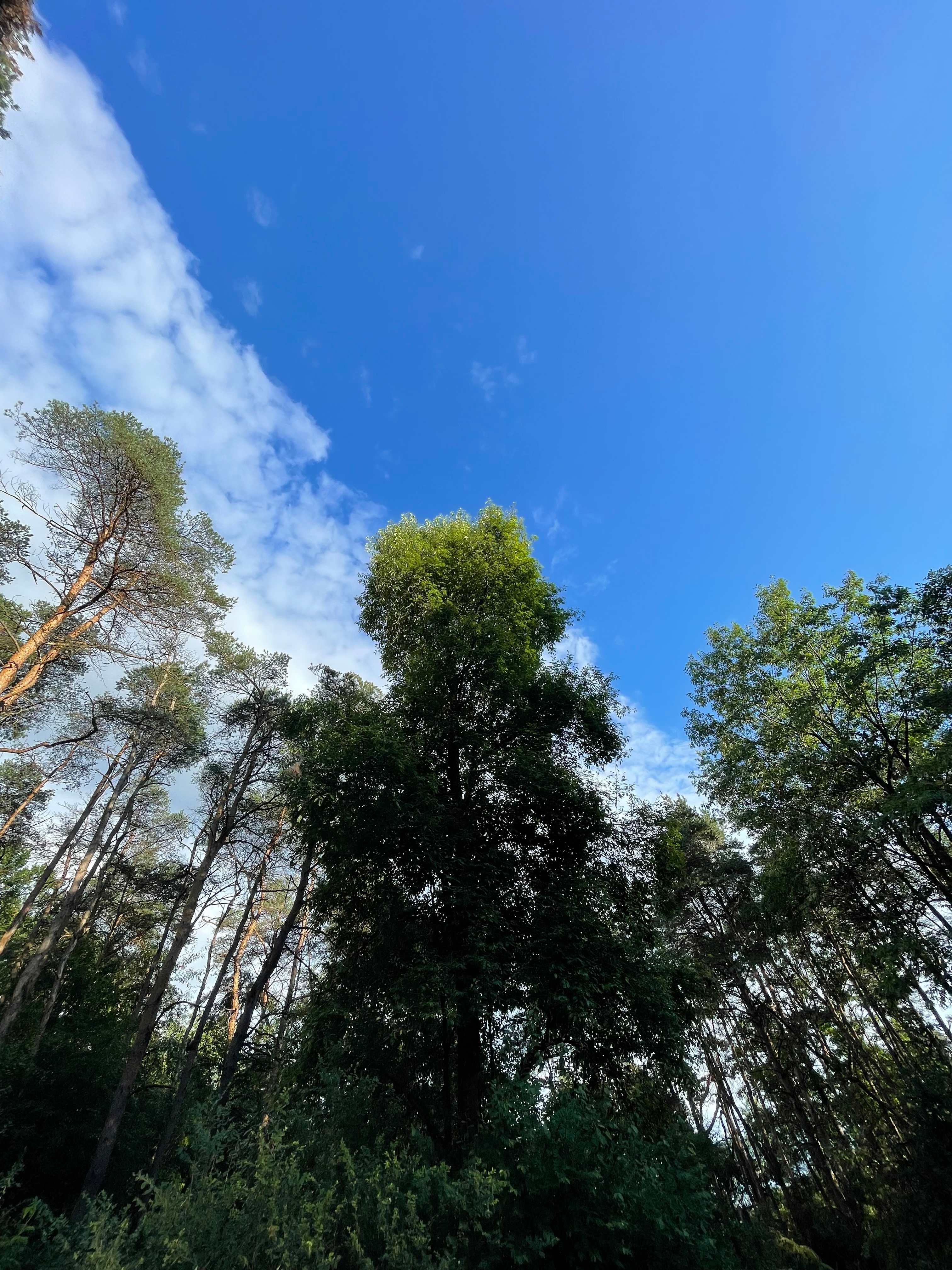 Pine Creek⛺️💫Private Hilltop Camp