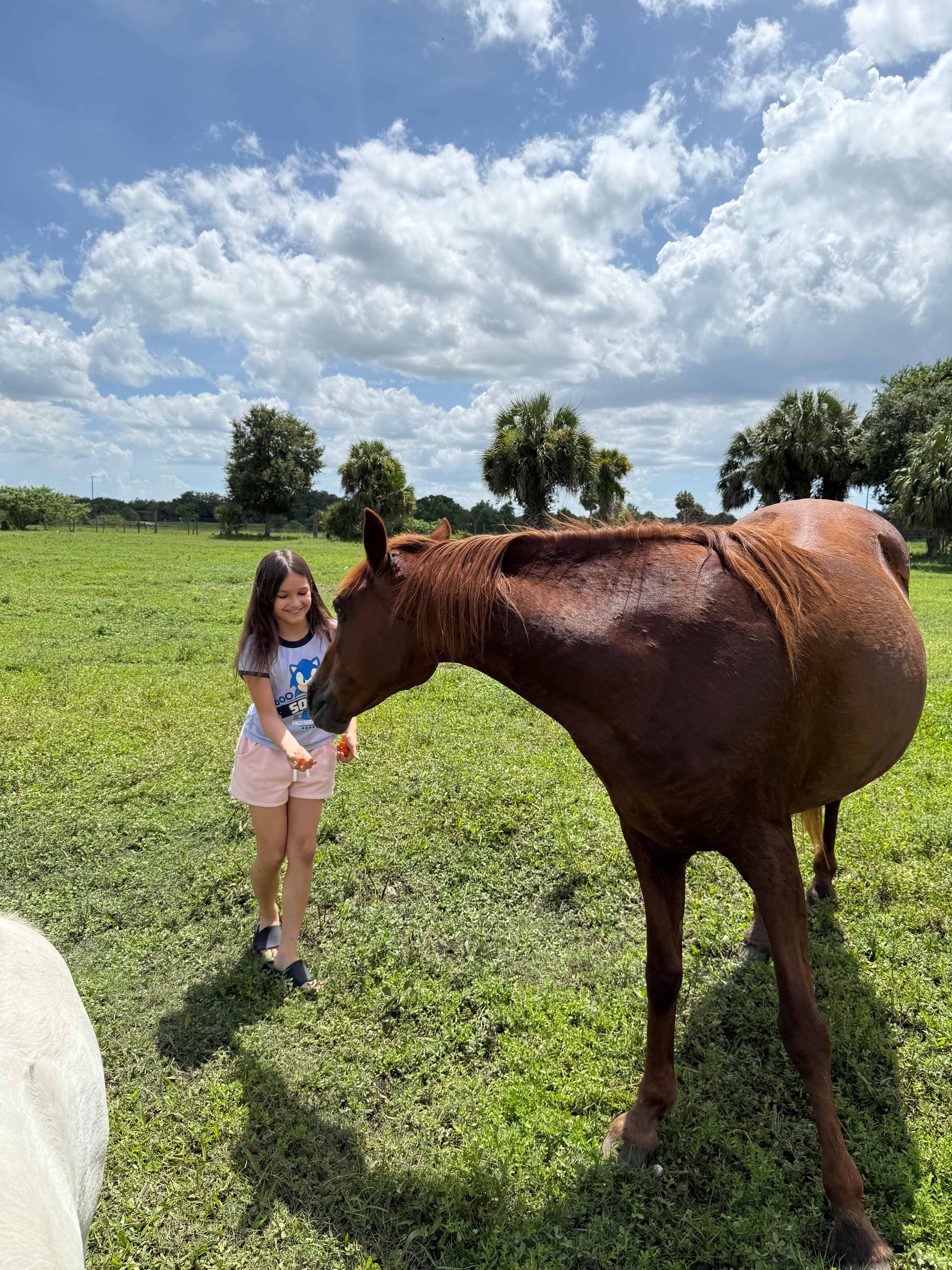 Blue Fox Ranch: Lake & Farm Camp