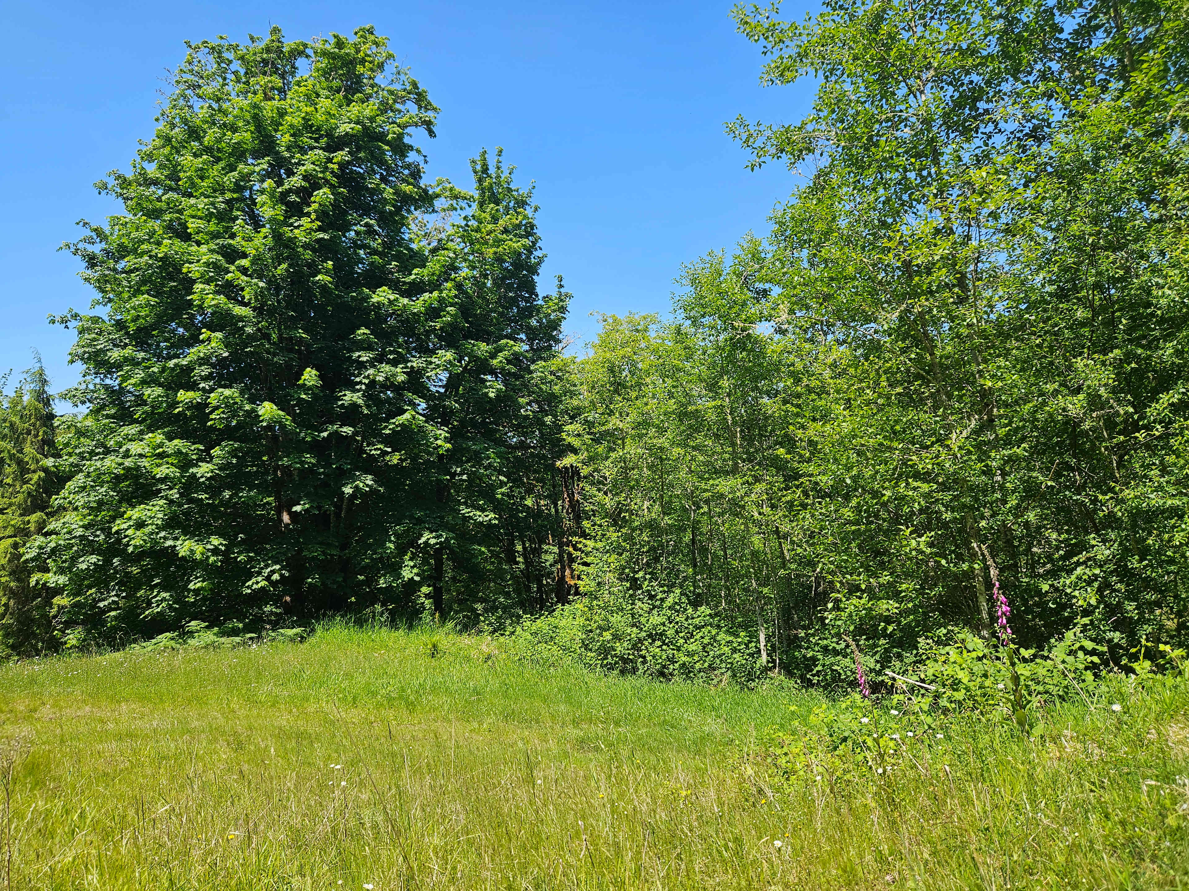 Healtop Forest Haven camp
