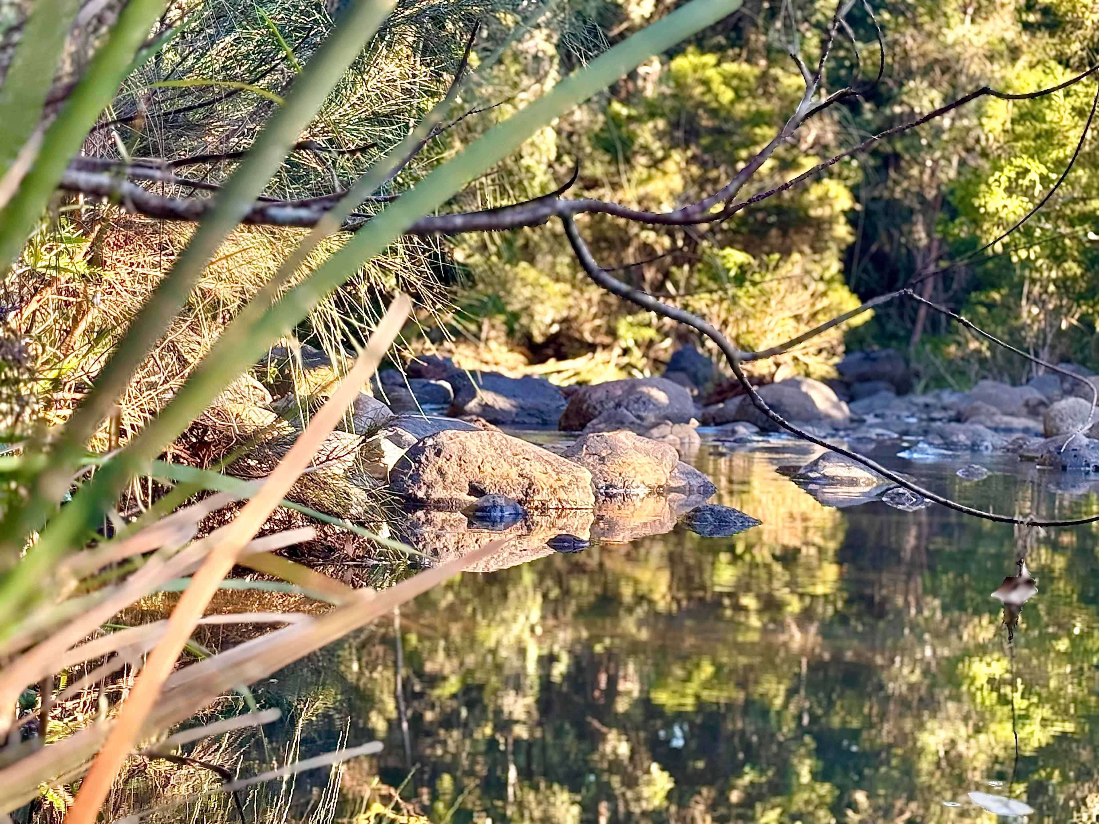 Tyungun At Ferny Glen